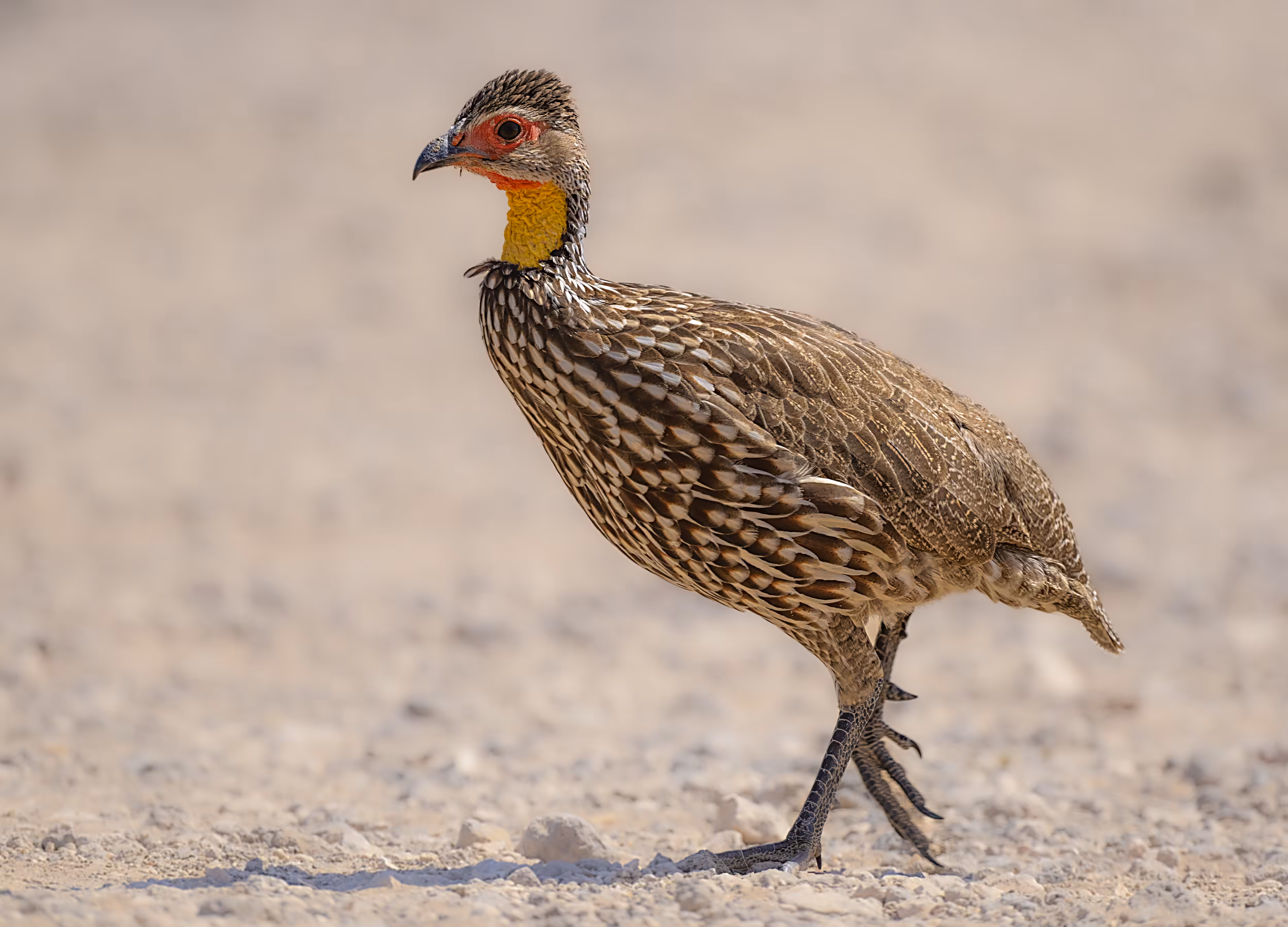 Yellow-necked Spurfowl