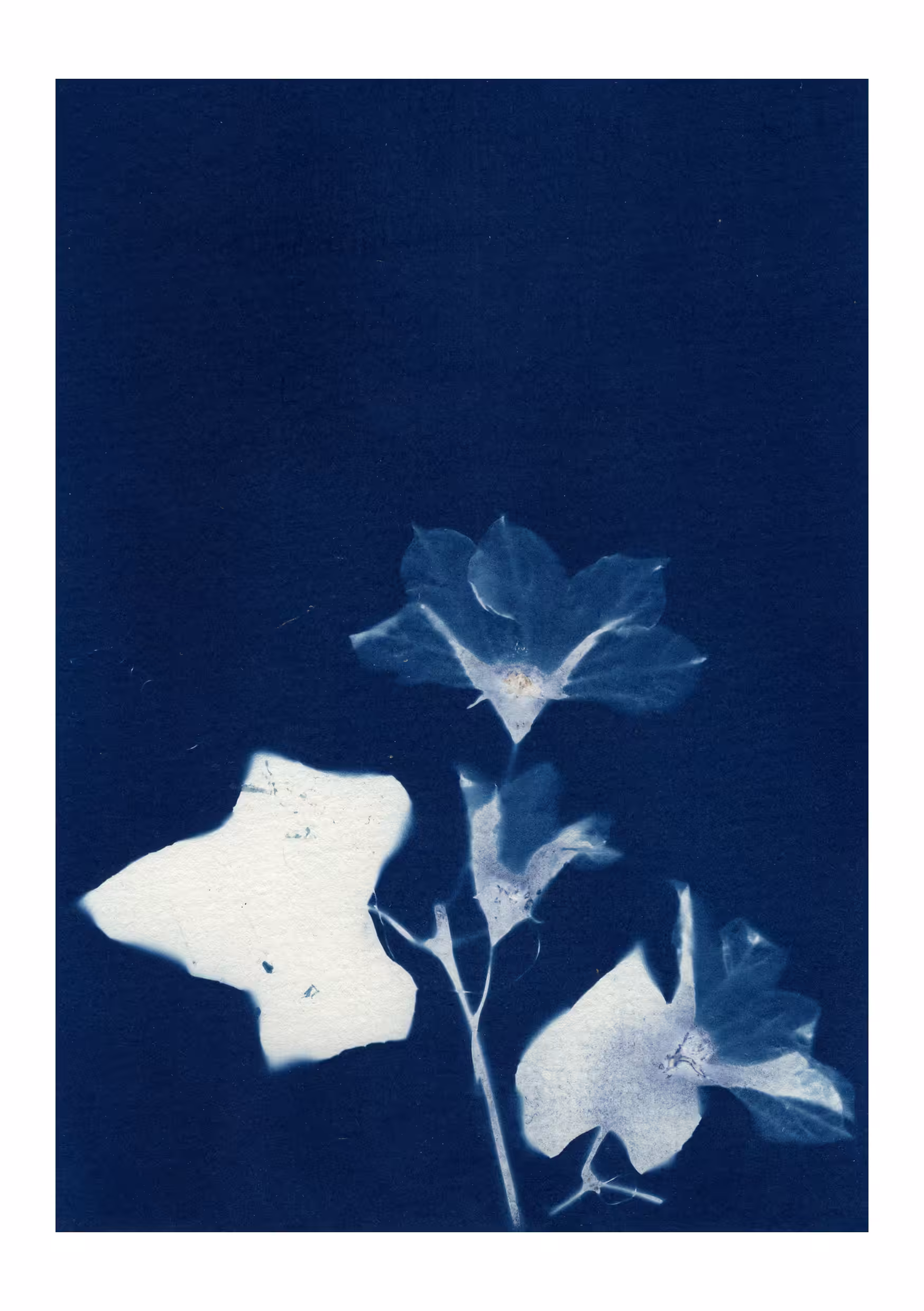Bloom