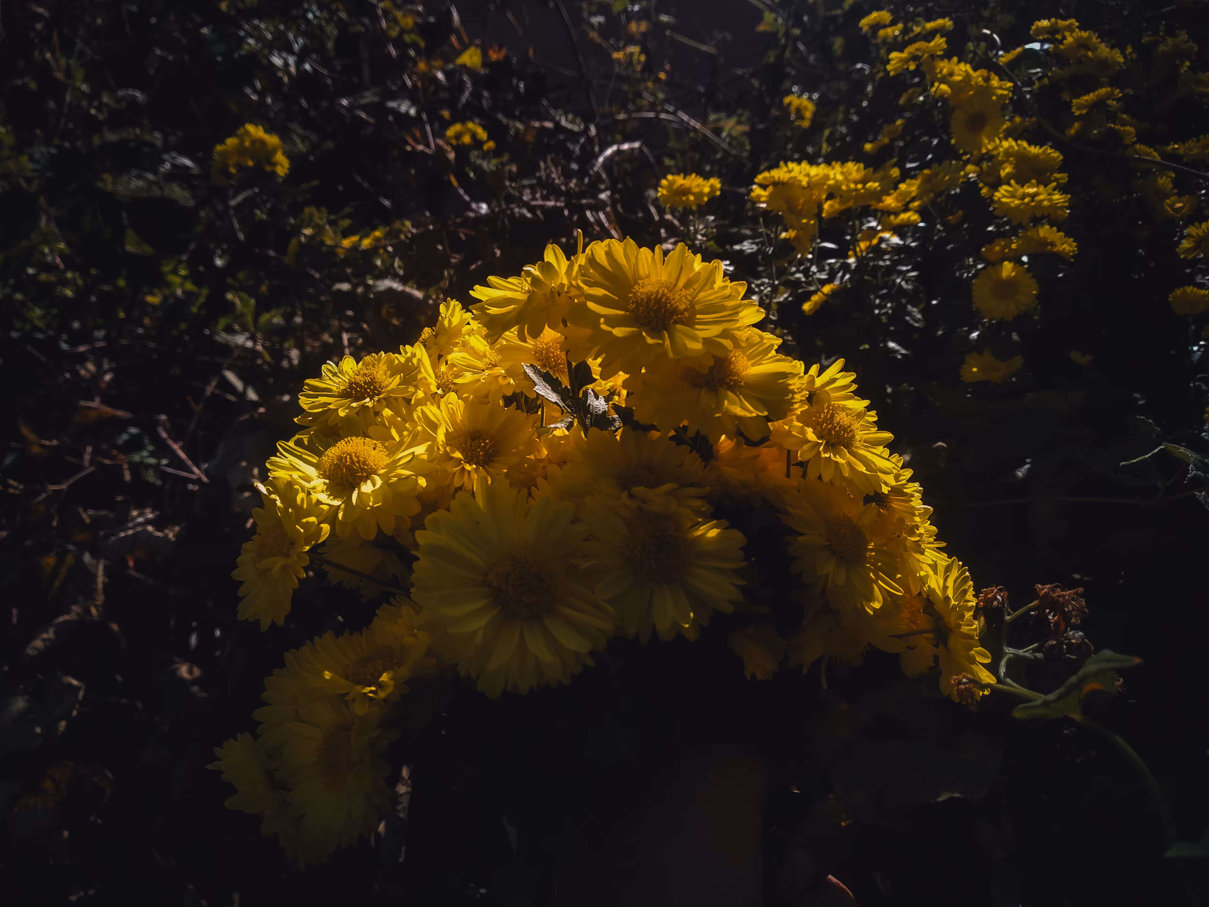 Bloom in the dark