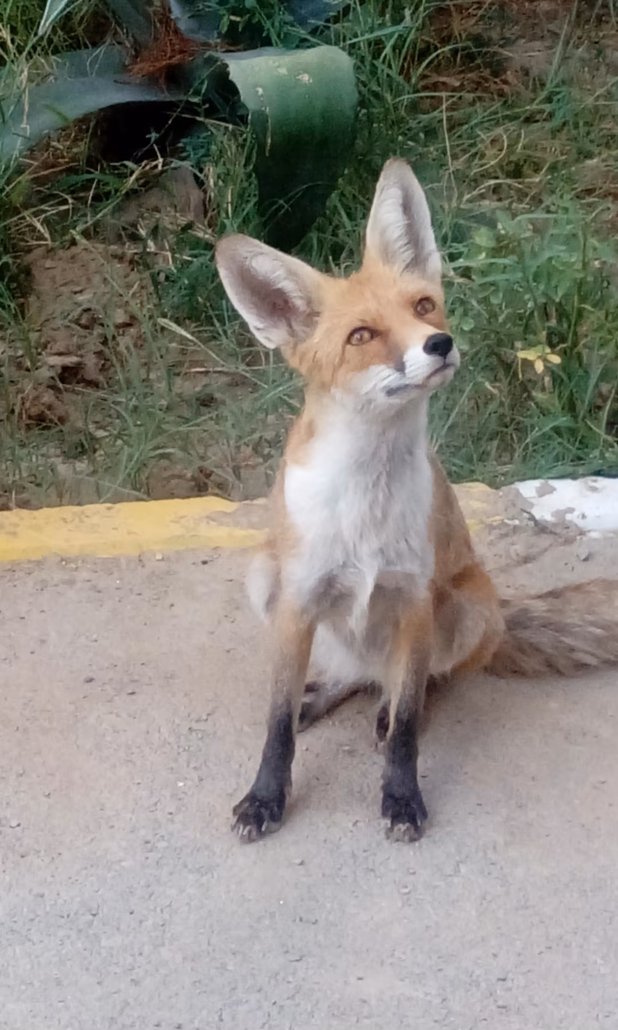 my beautiful fox 
