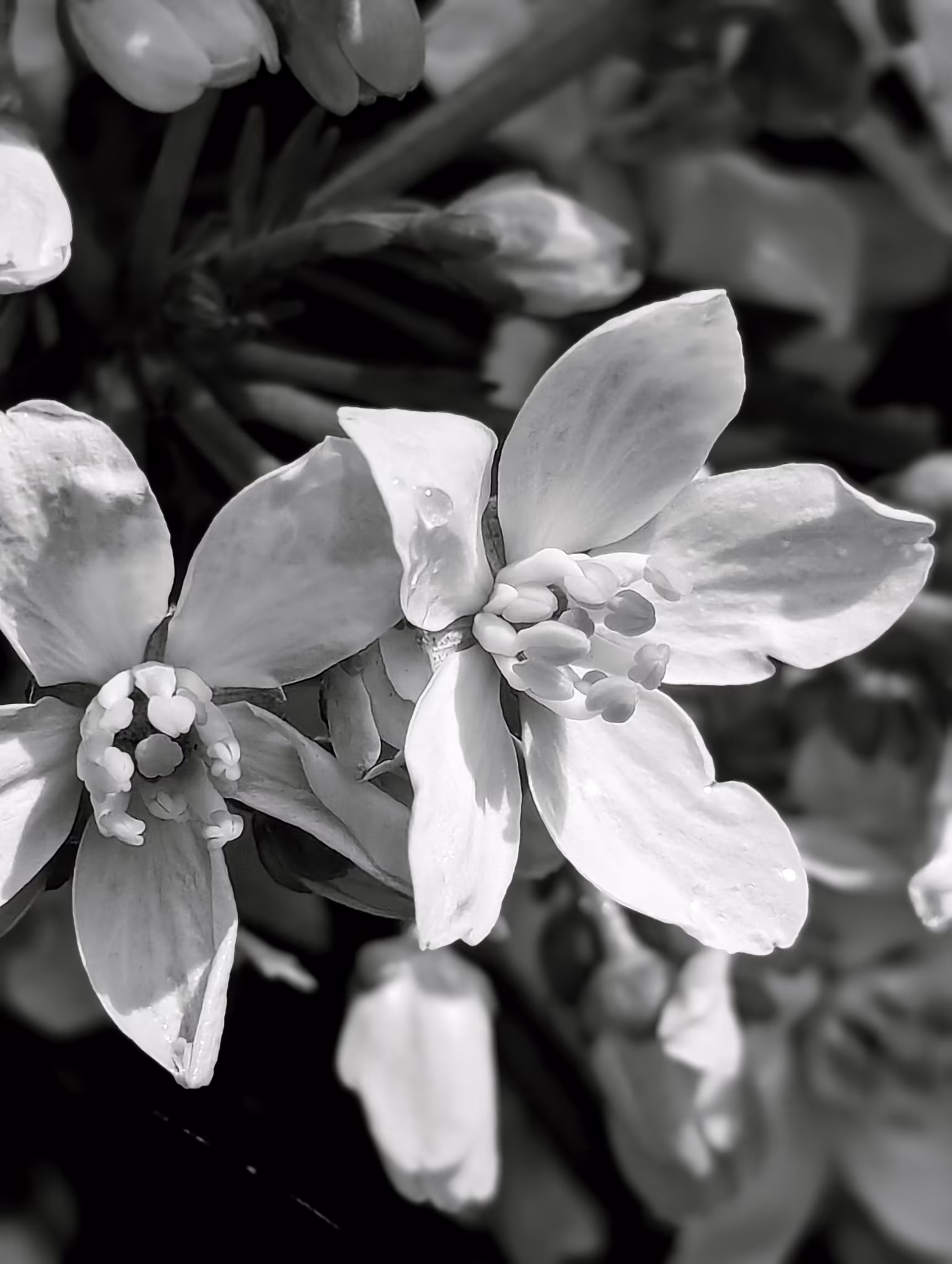 Luke_0x1 Photography : Pearl
