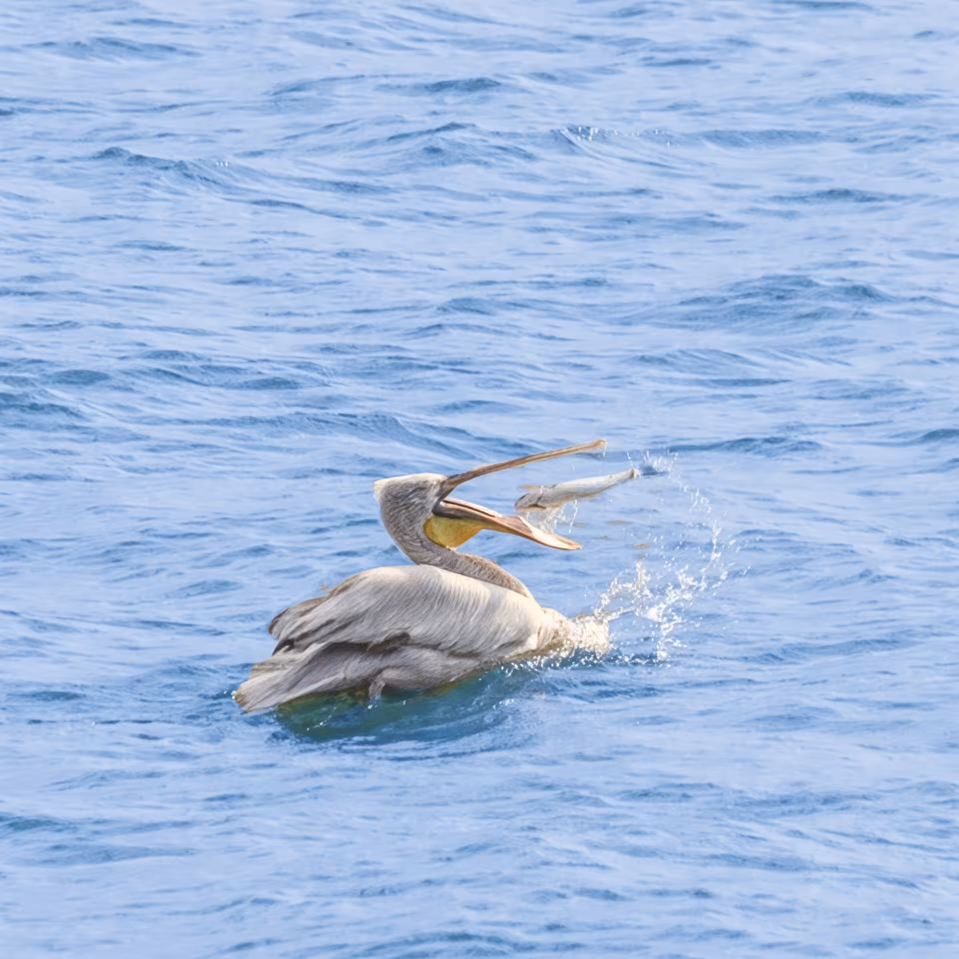 Pelican Snatching Its Meal