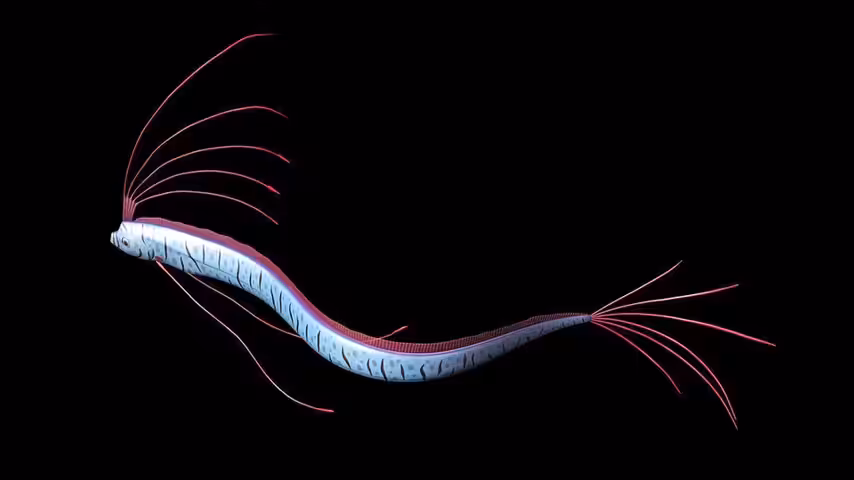 Oar Fish