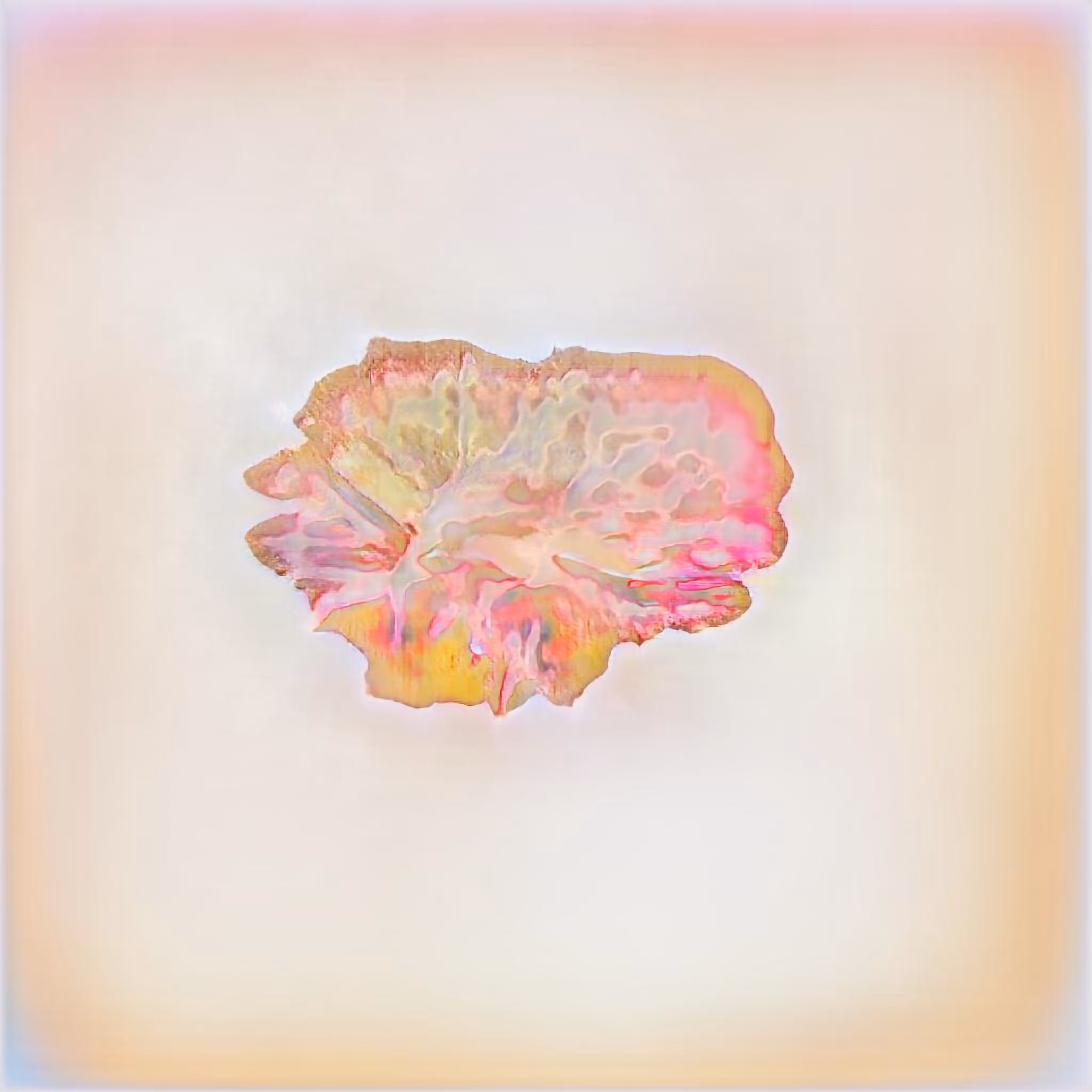 soft petals of the sea fan