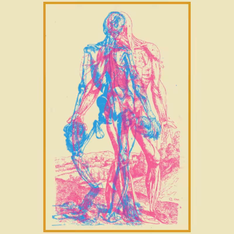 Anatomyk #8