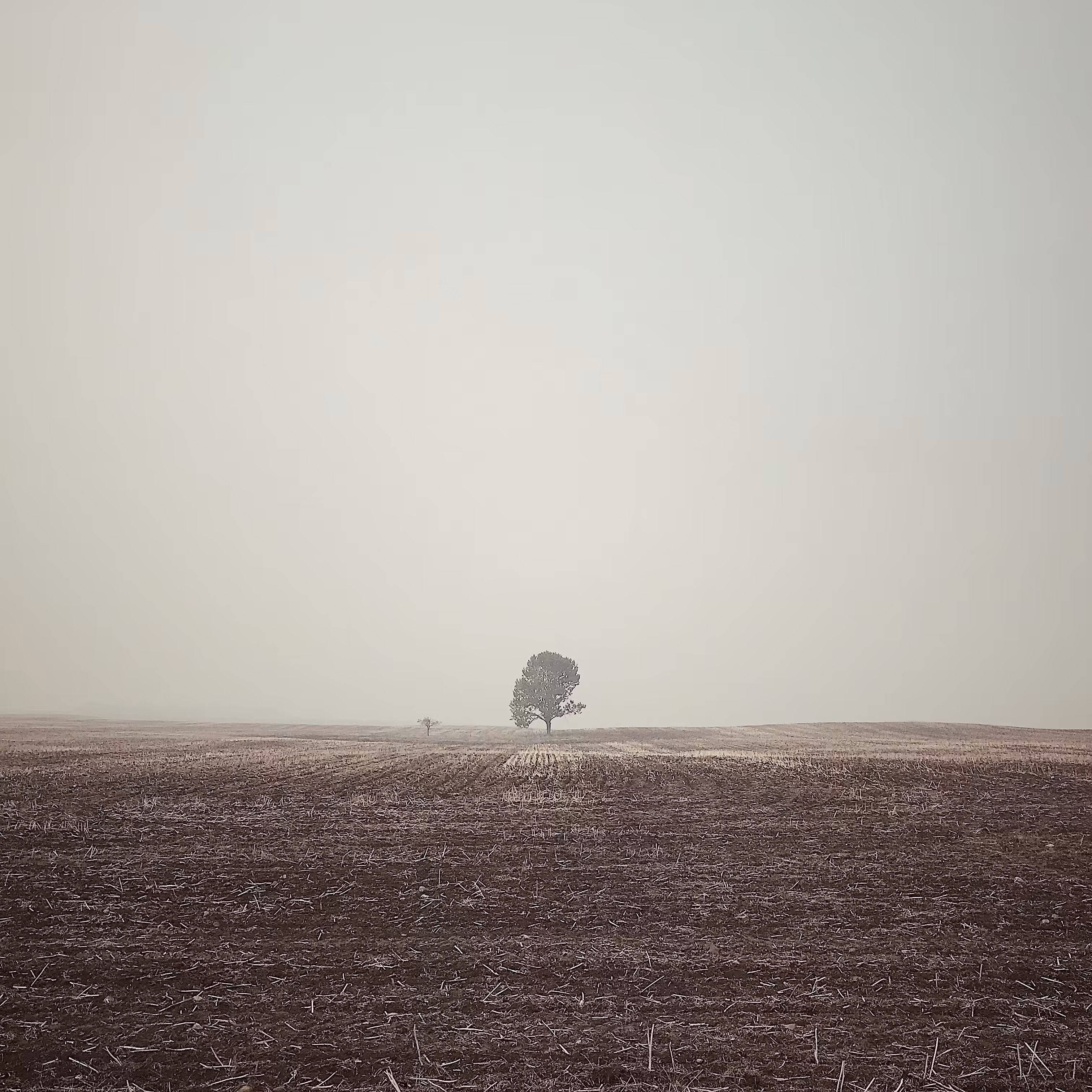 Lonely Field Tree 007