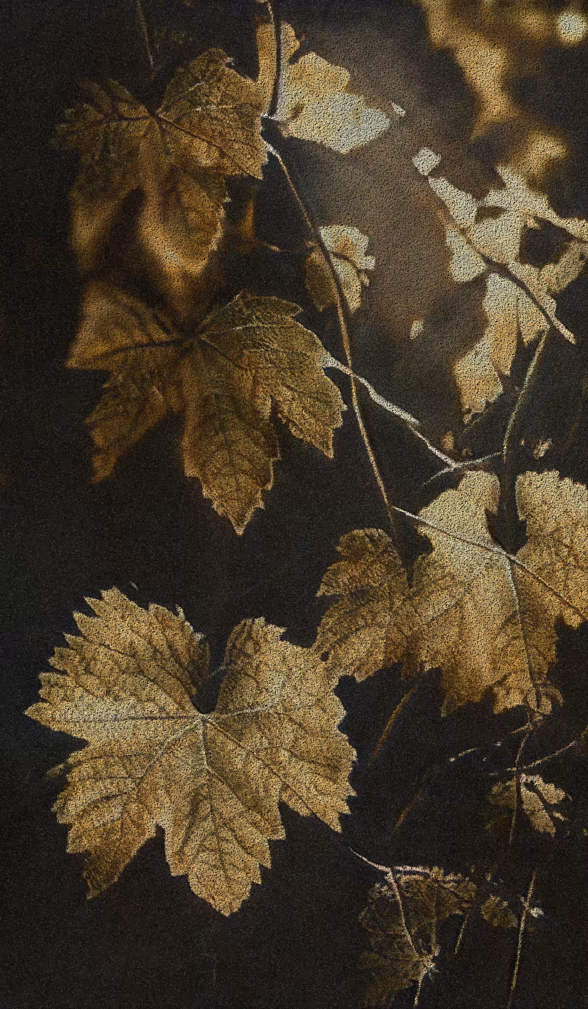 APPARATUS-VITIS: Apparatus Vitis #6
