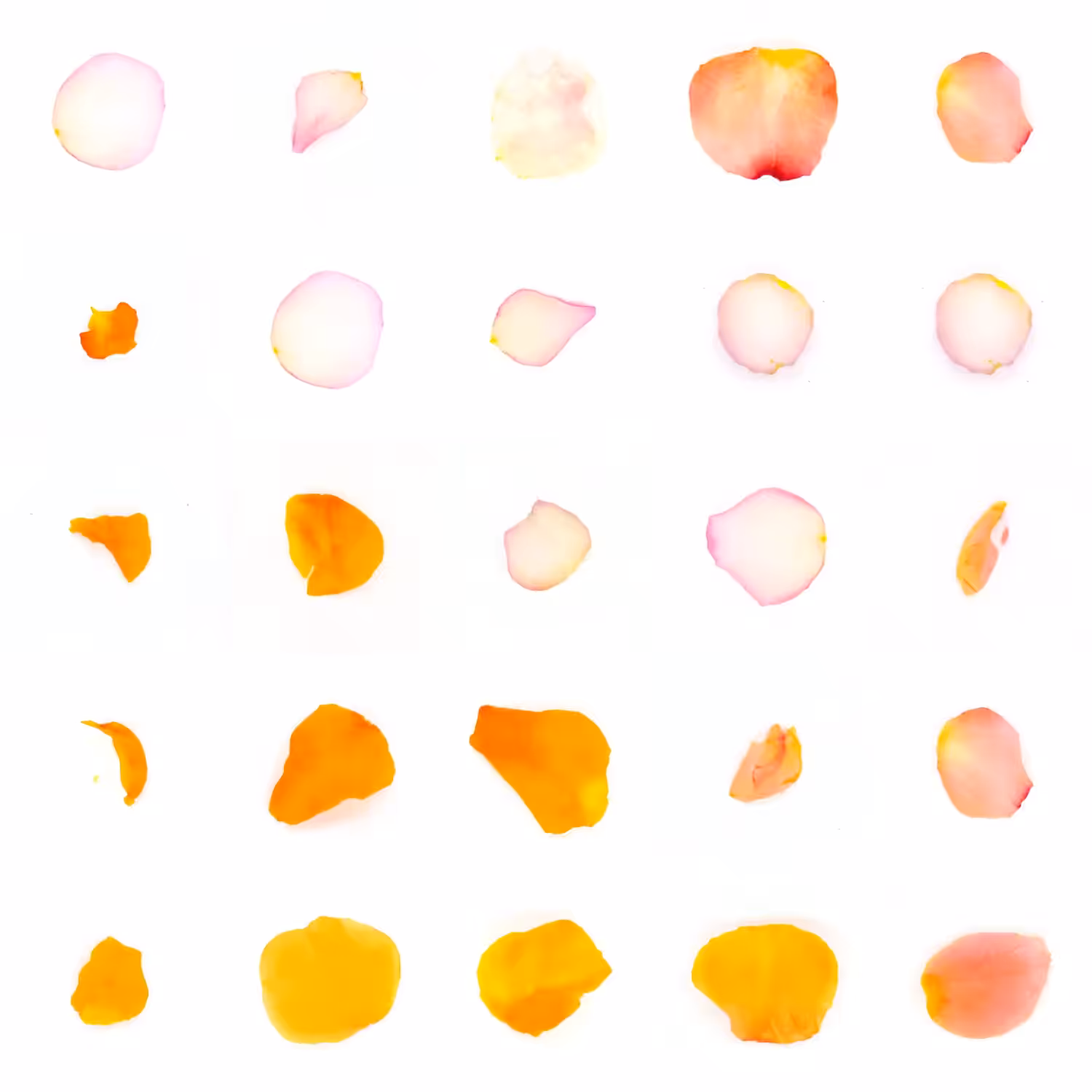 Infinite Petals 5x5#20111