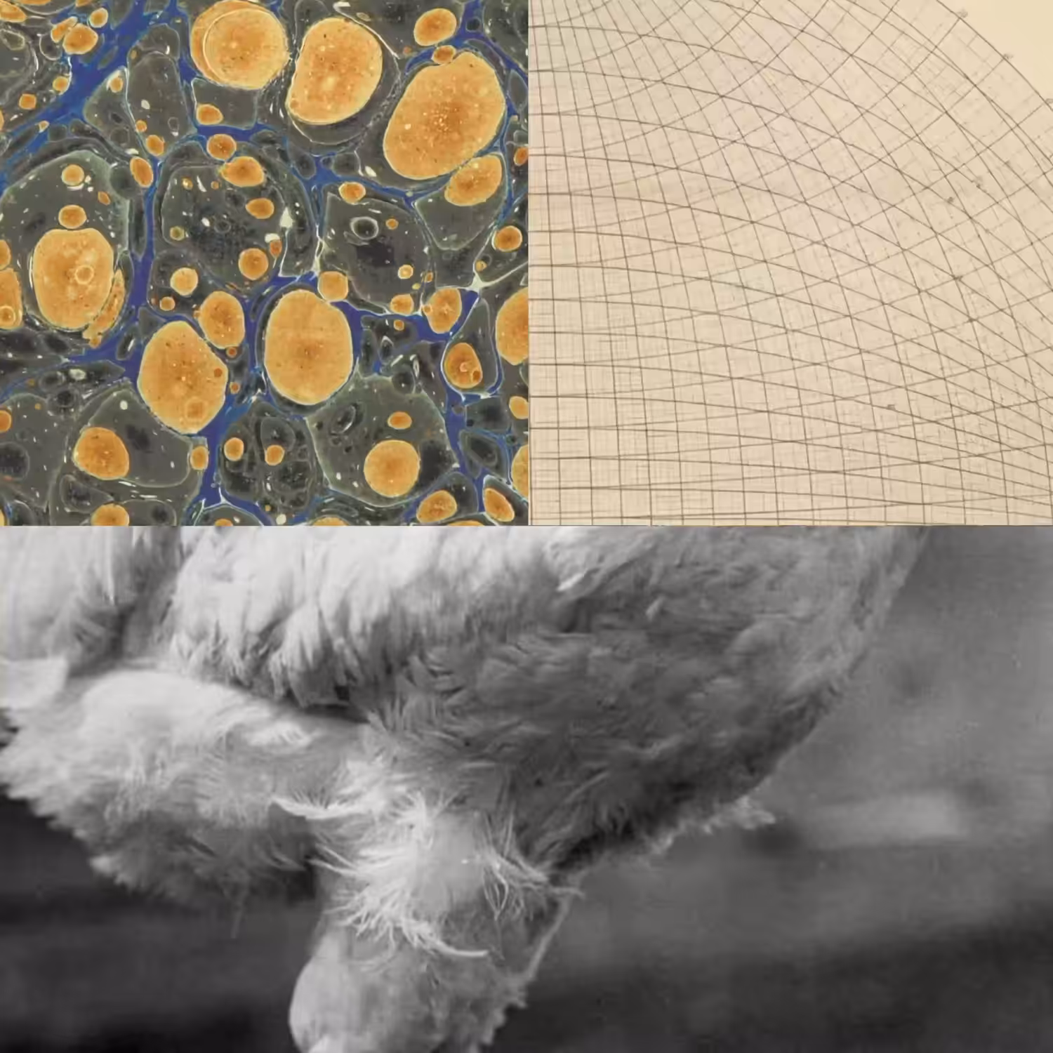 Chick Sci