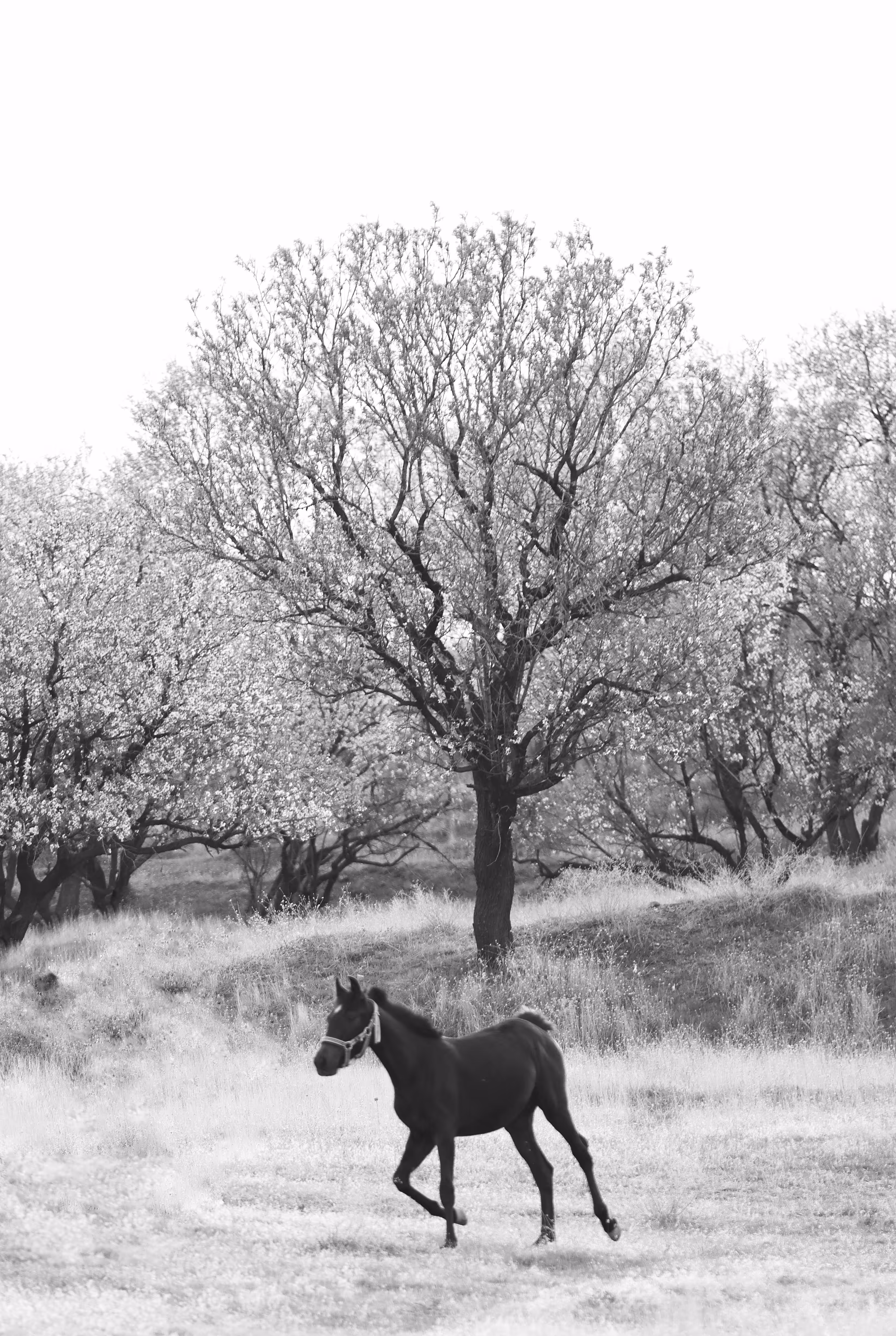 Born of Blossoms