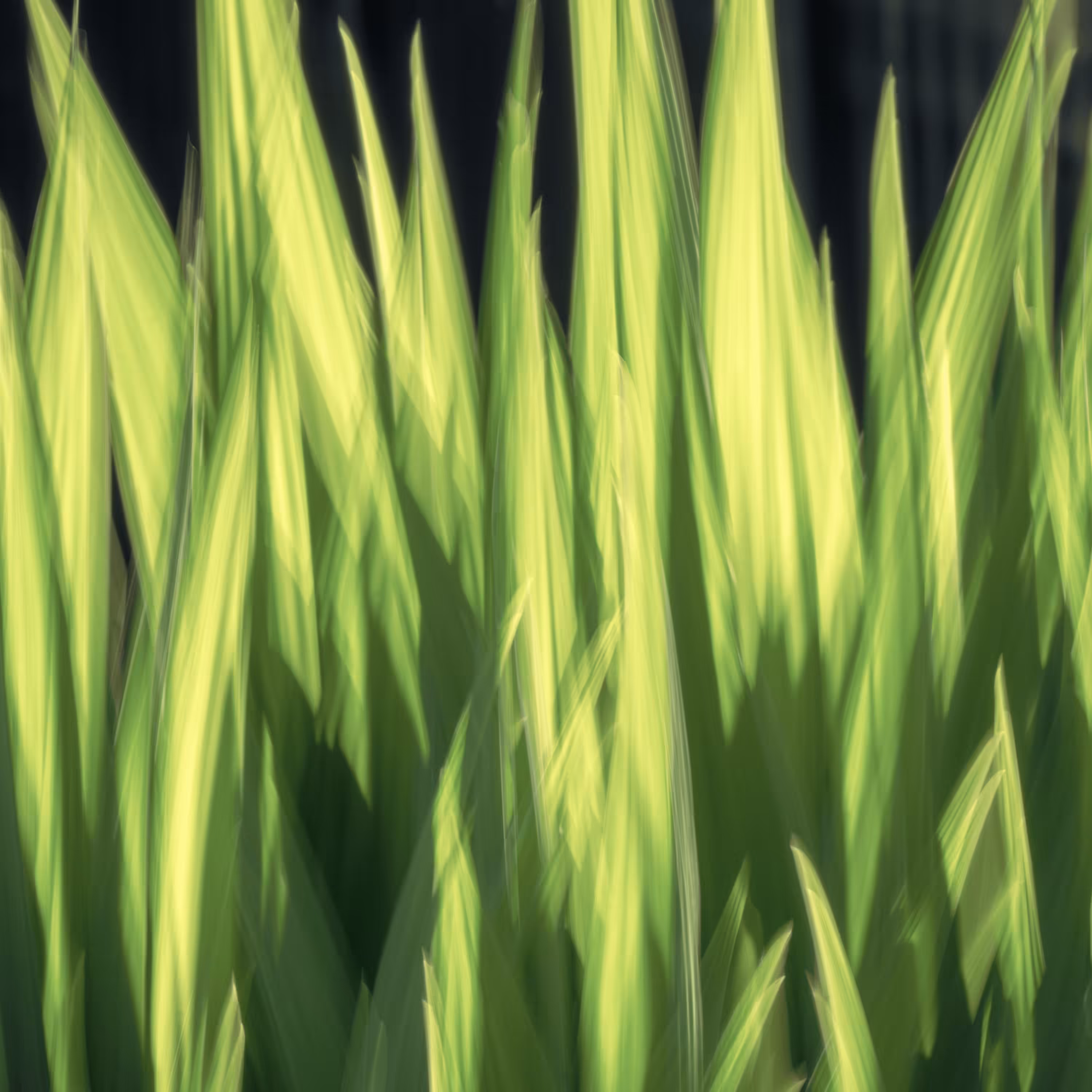 Emerald Embers