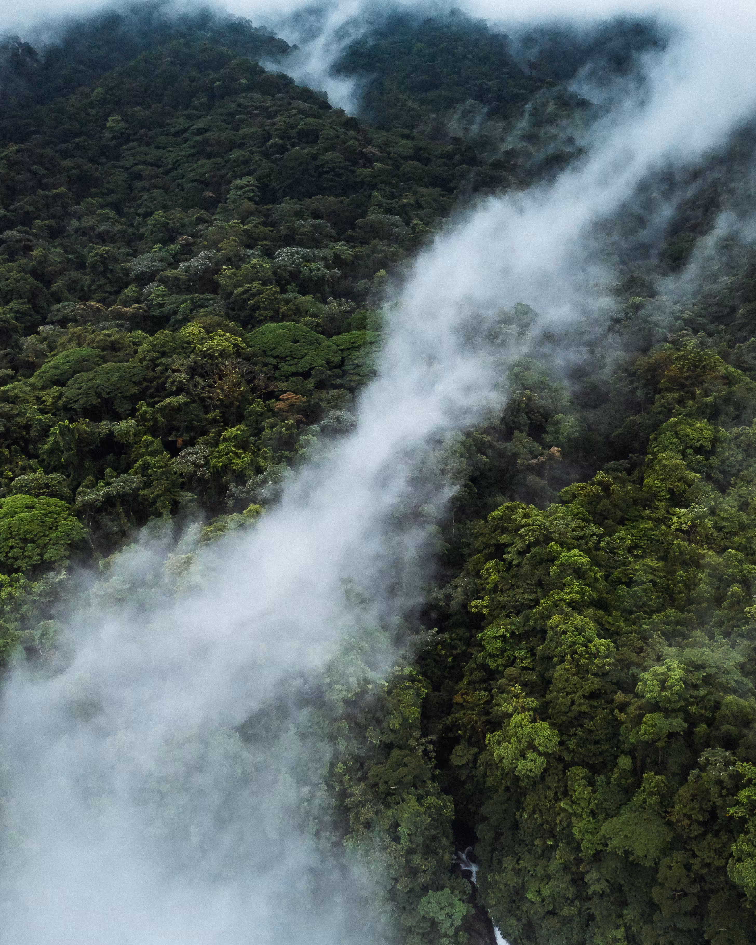 The Rainforest III
