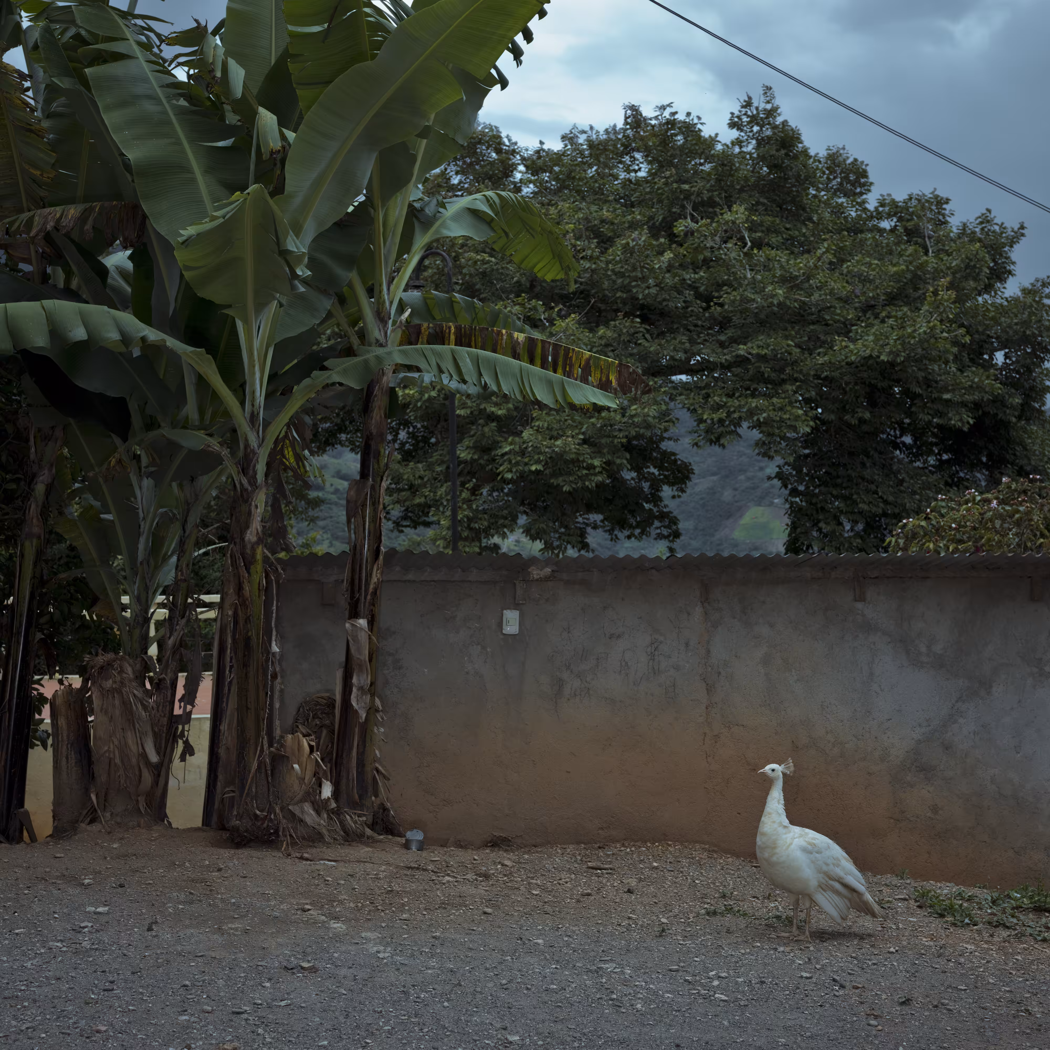 The Royal Pinedo #47 by Cristina de Middel