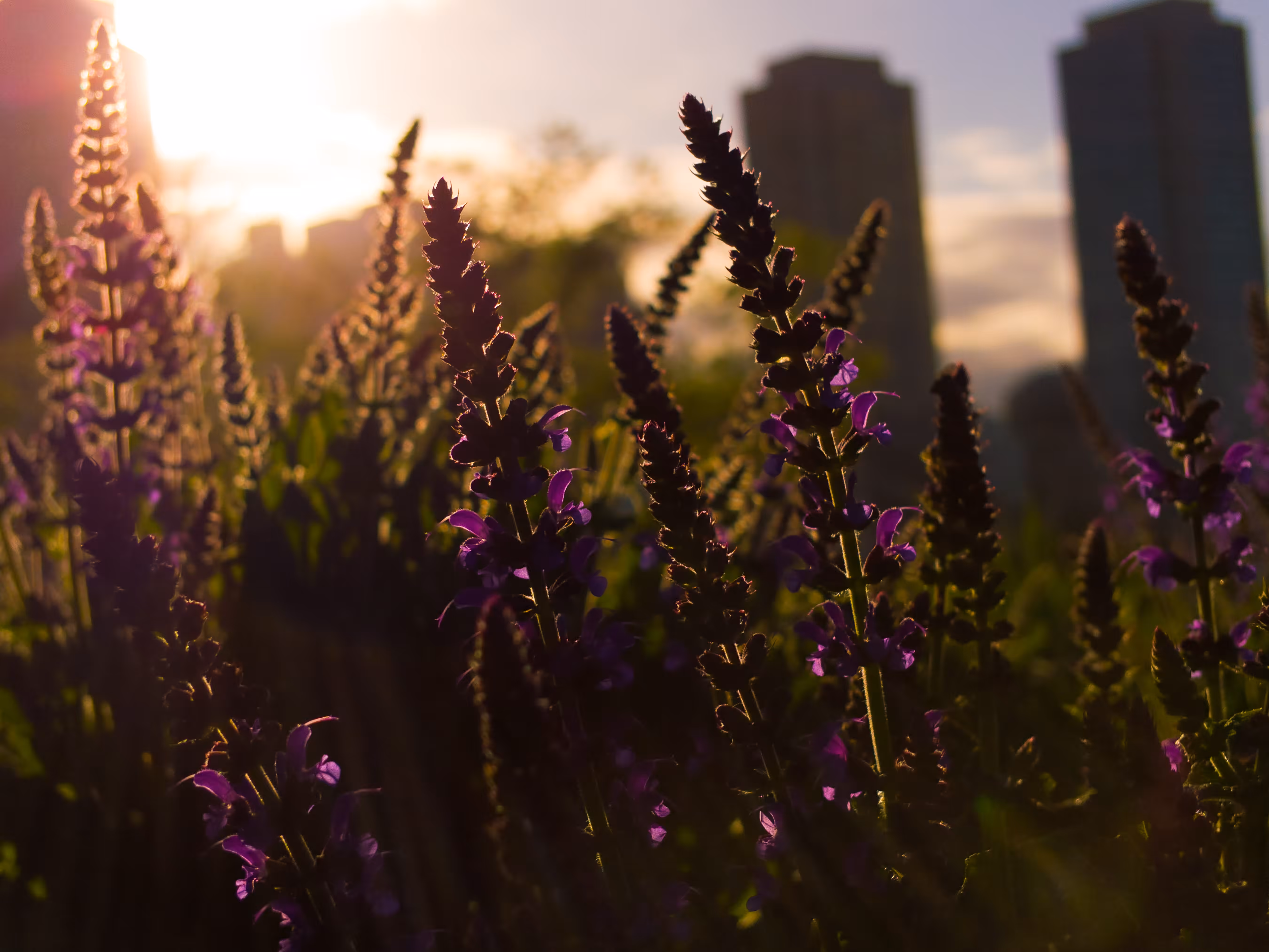 "Florae Portum Mare Bostoniensis" Collection First of Three Stills
