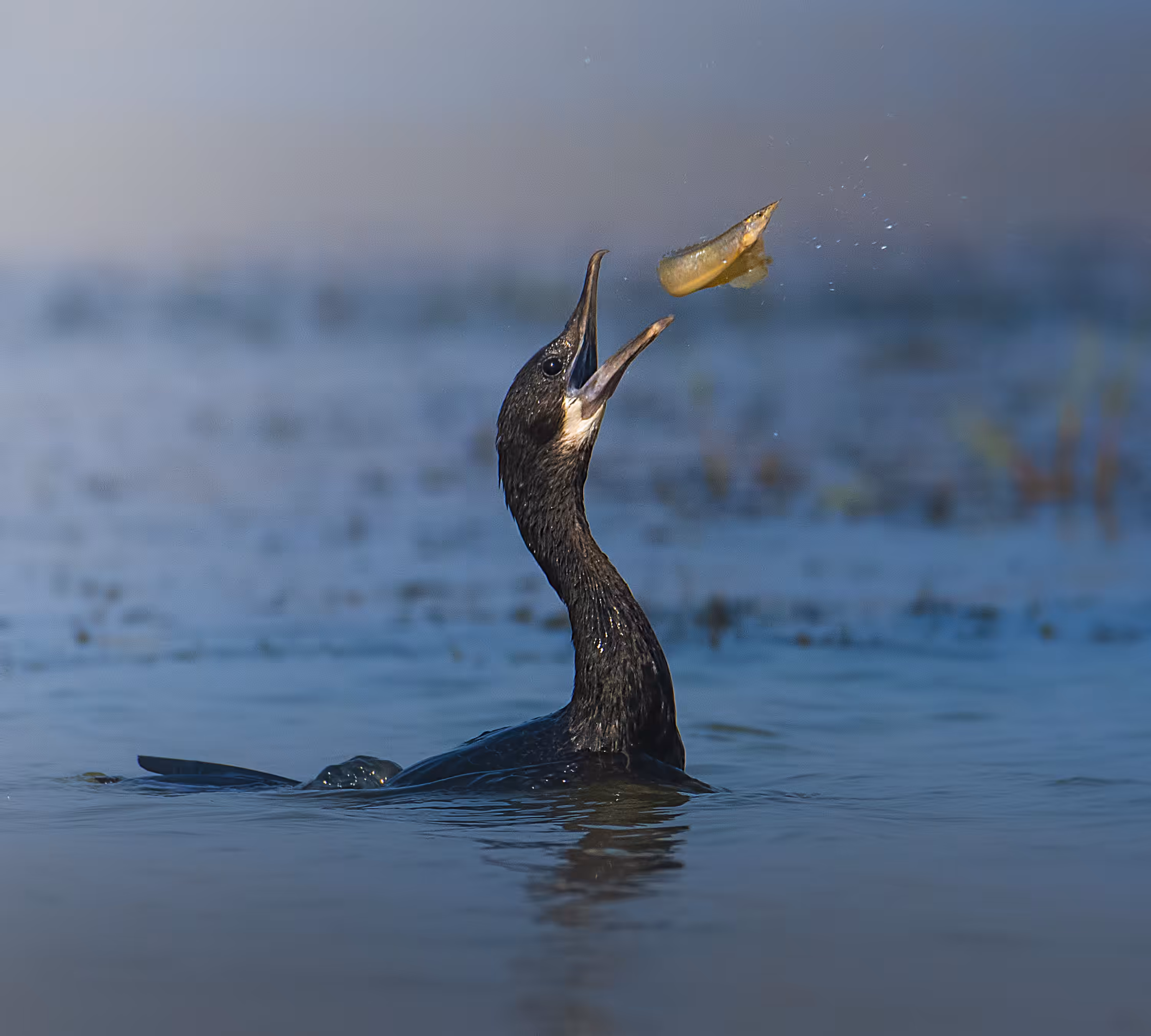The Toss - Little Cormorant