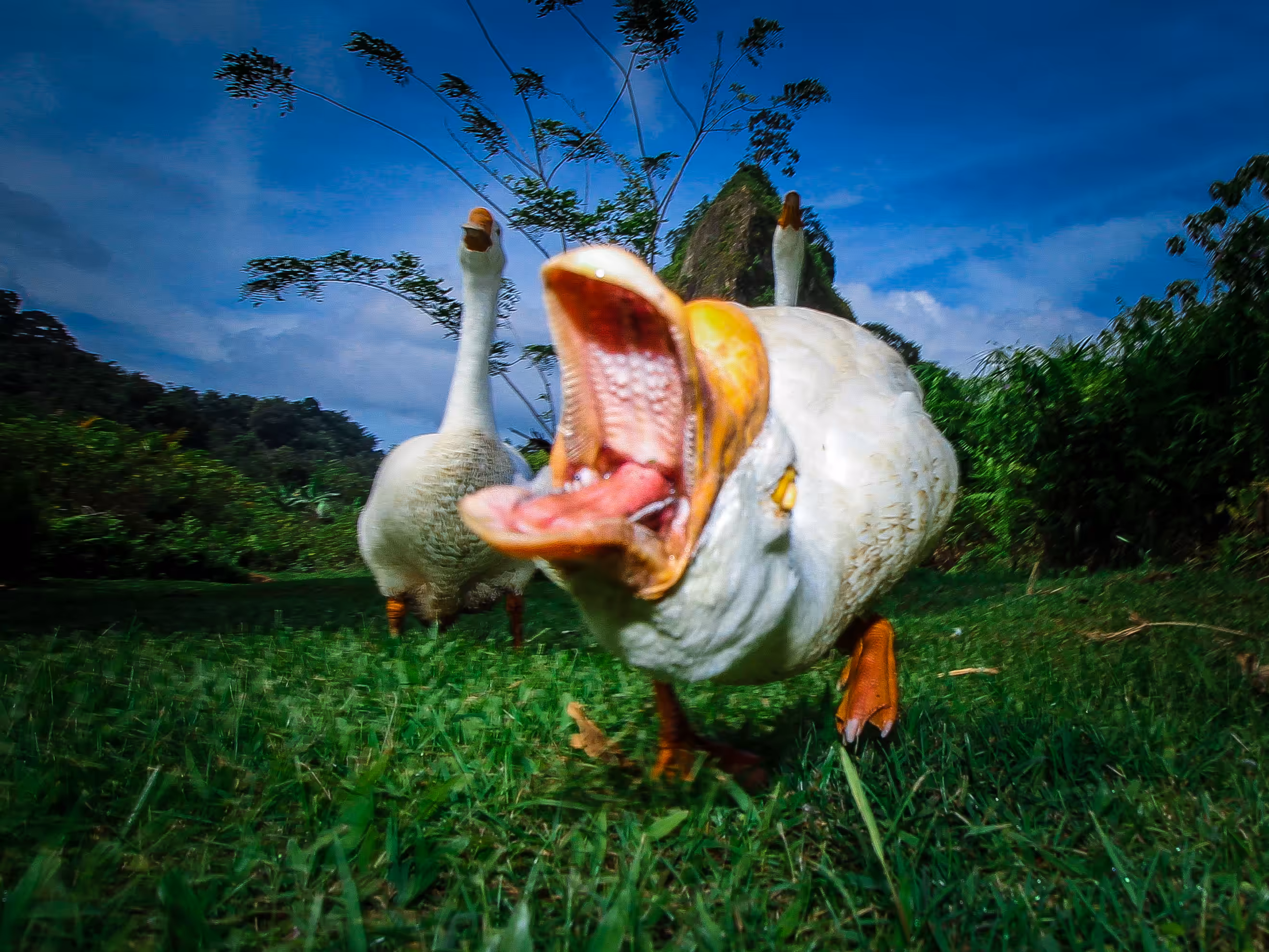 Anger