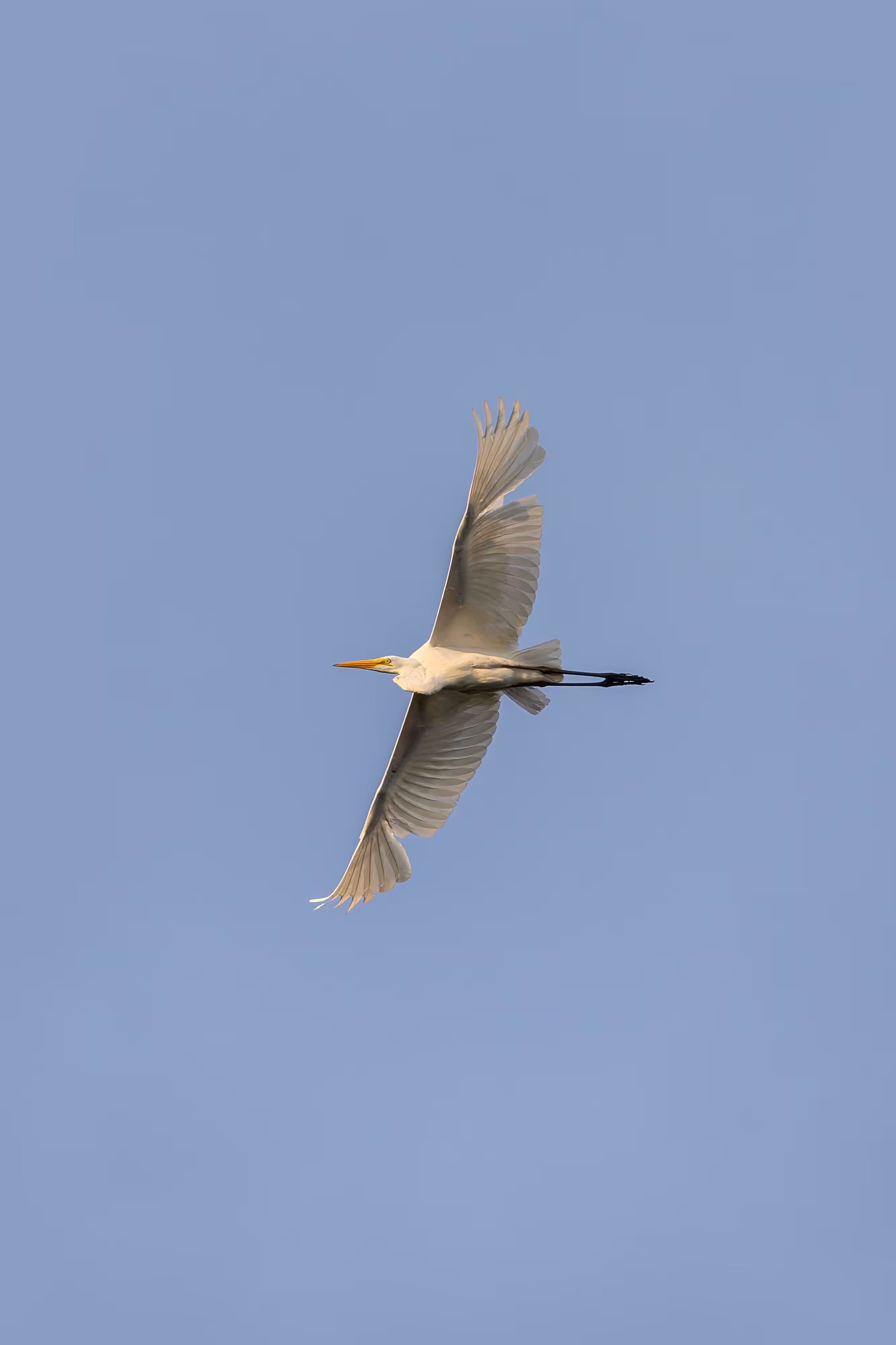 Flyover II