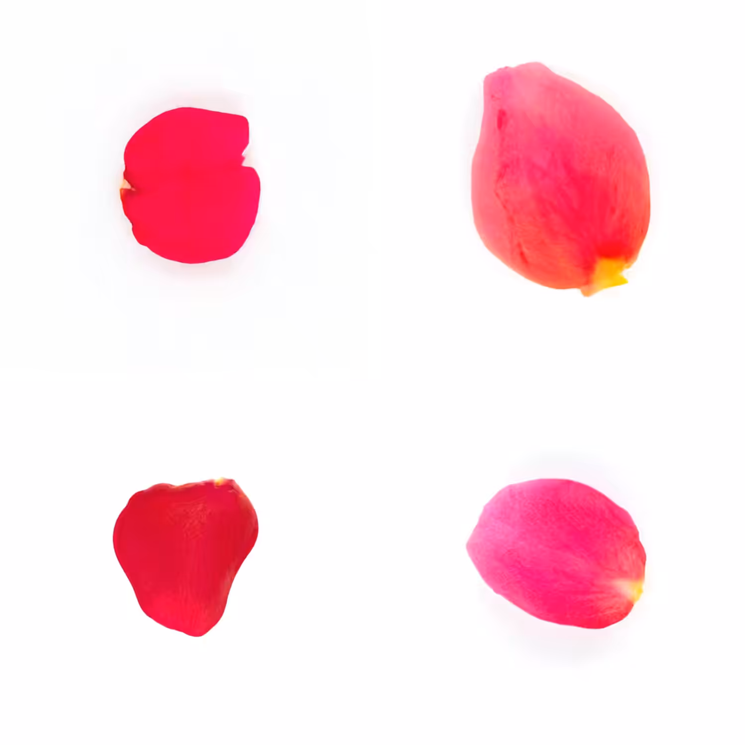 Infinite Petals 2x2#3460