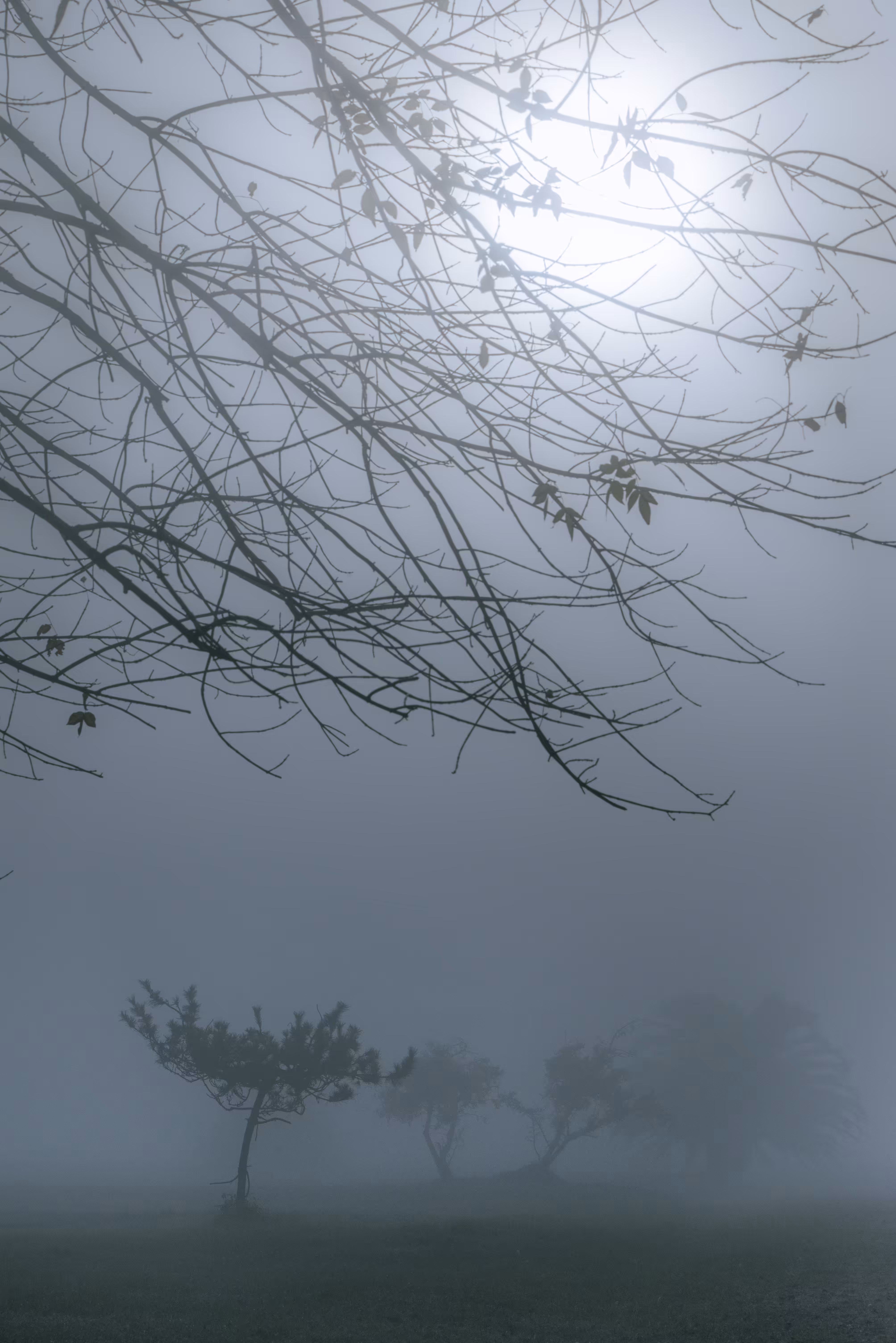 Blue Morning