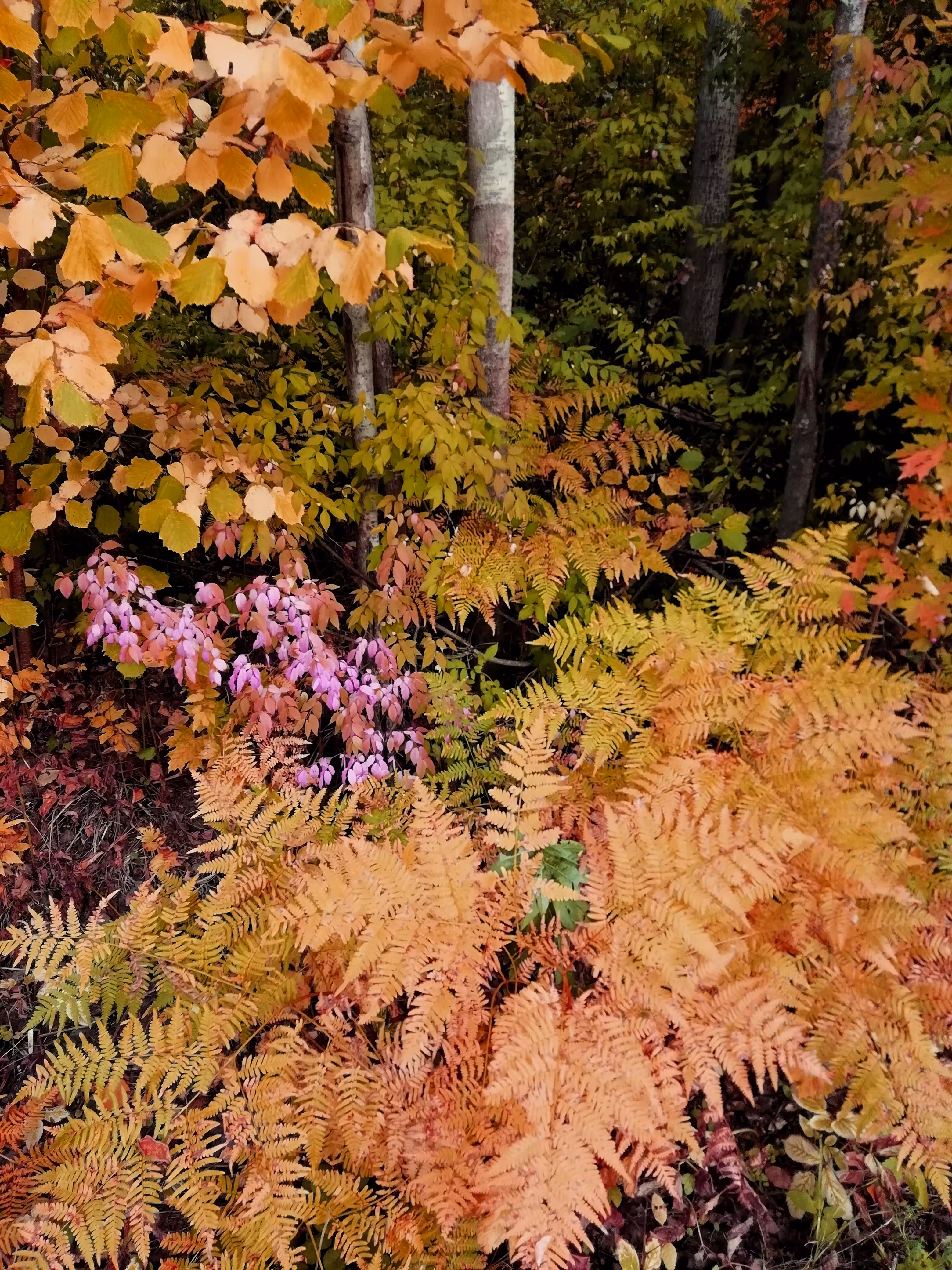 Golden Autumn