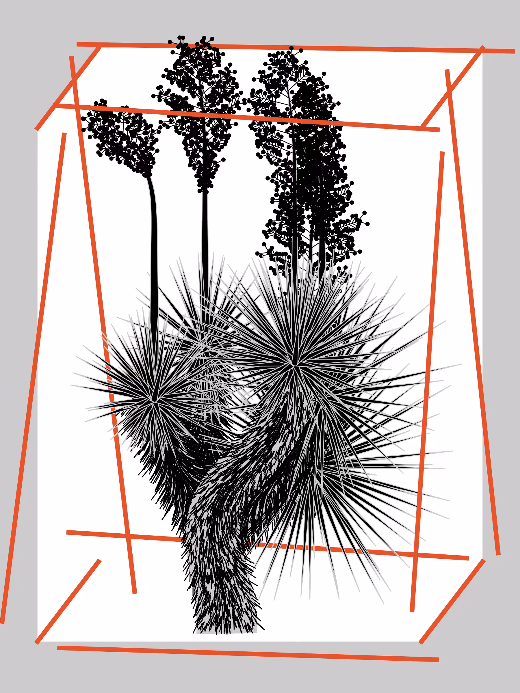 Marfa Yucca #230