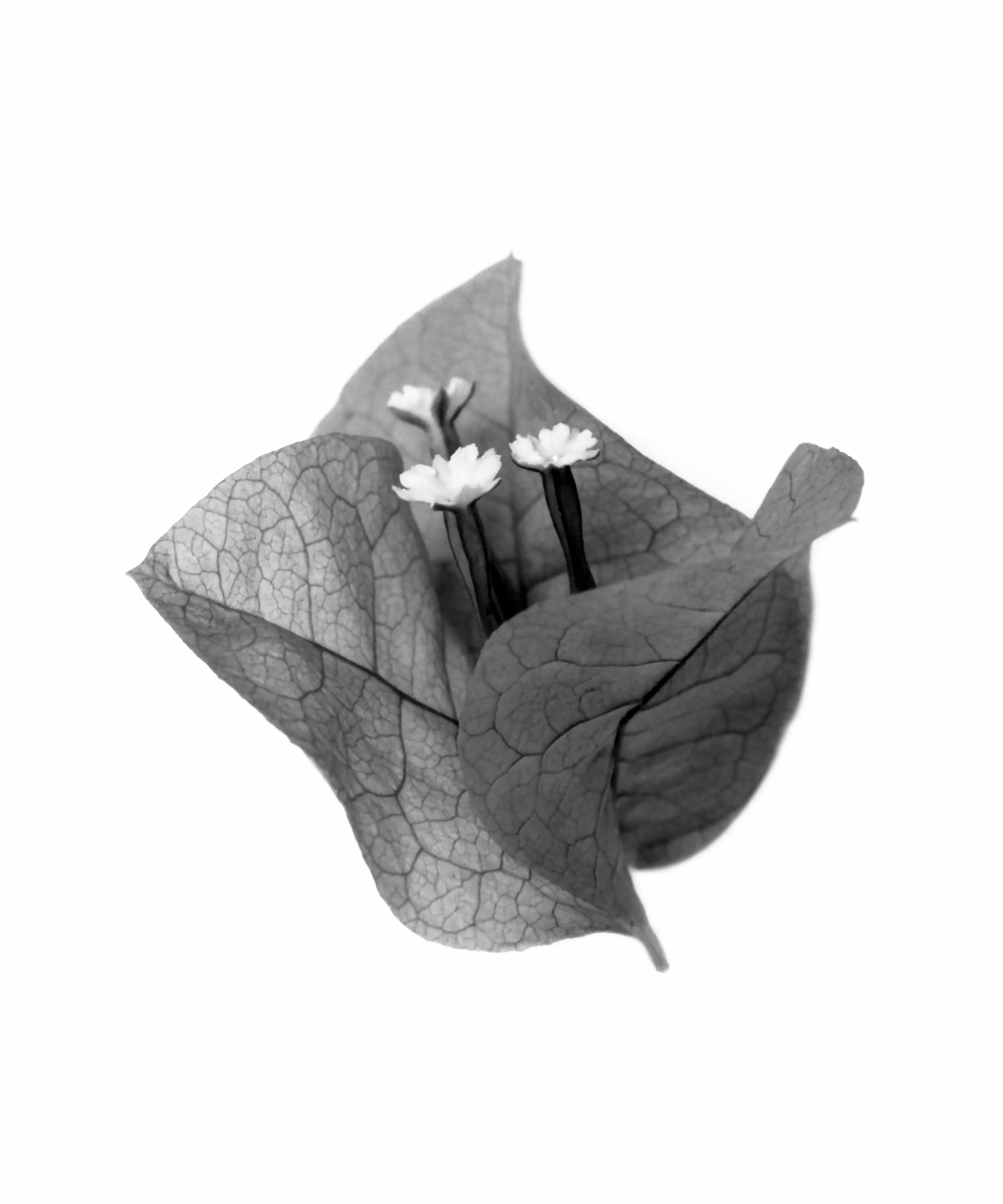 Bougainvillea spectabilis, No. 2 
