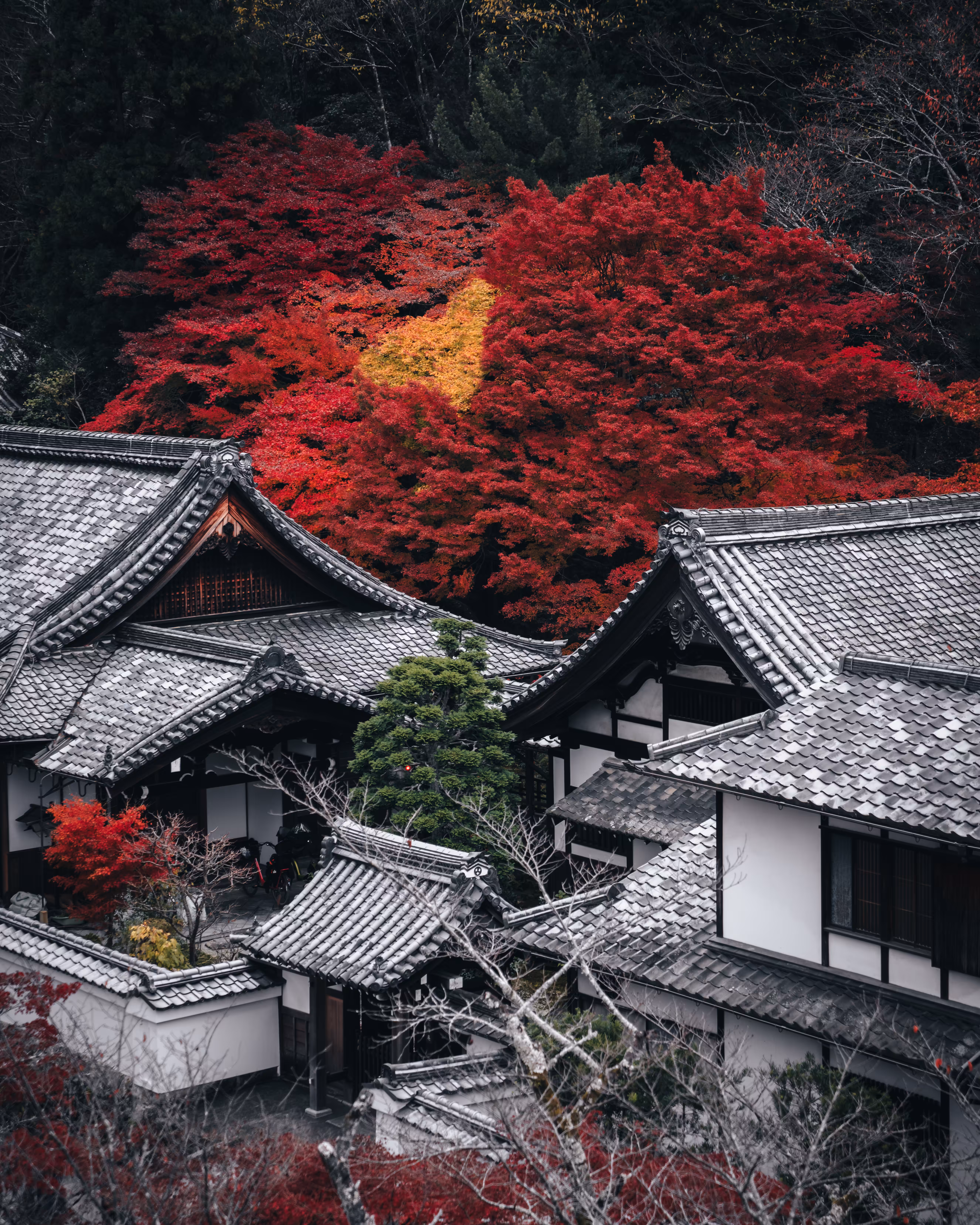 Autumn leaves with a heart pattern in Kyoto