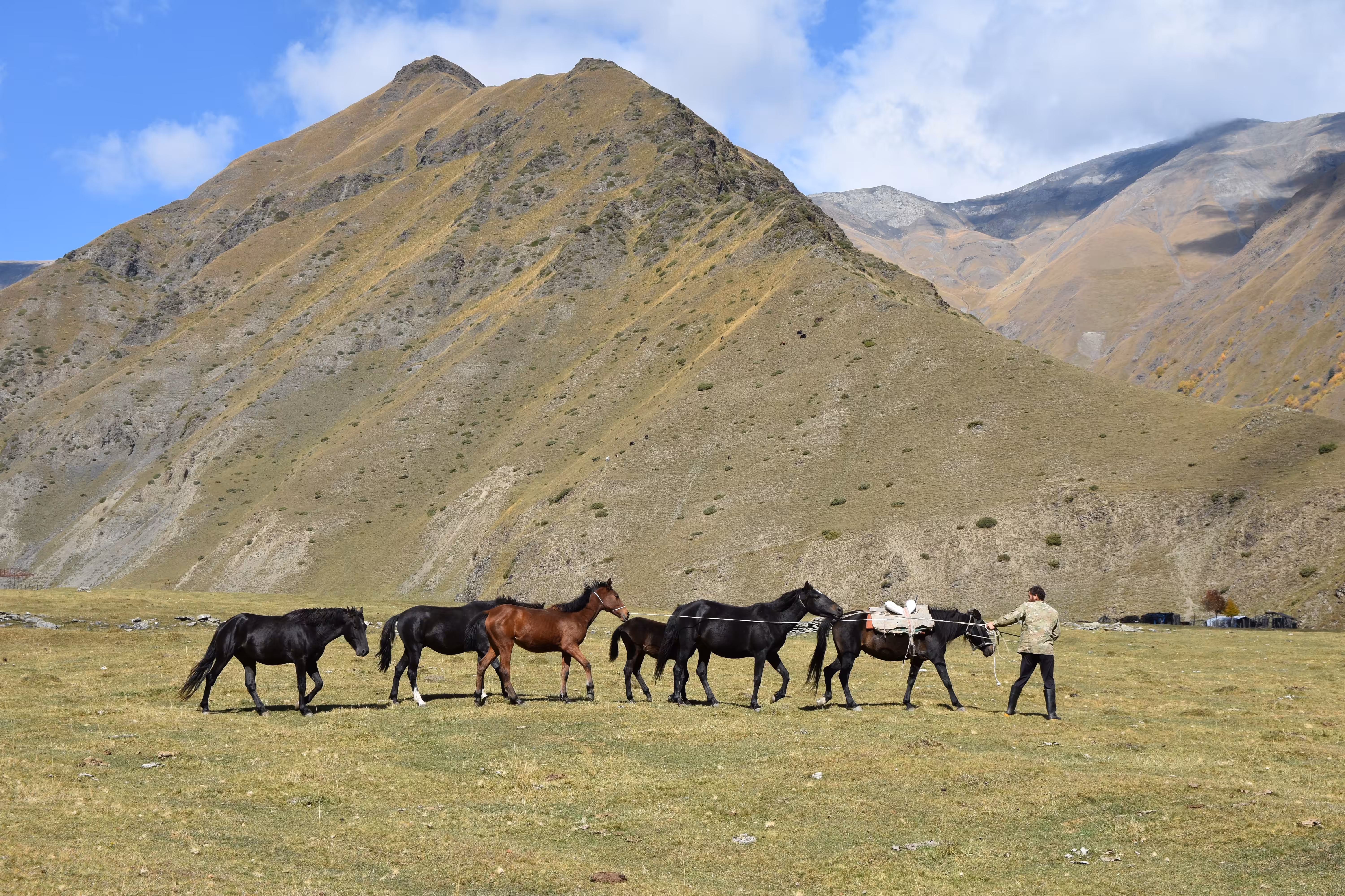 Catch the free horses and bring them to camp