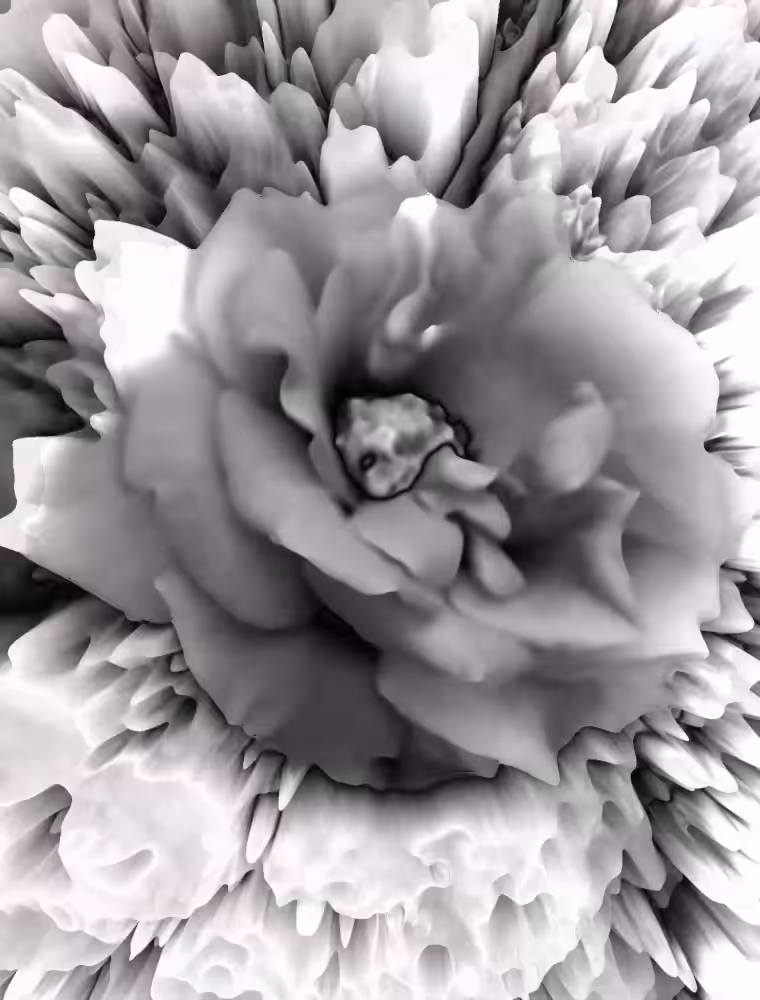 Monochrome Rose