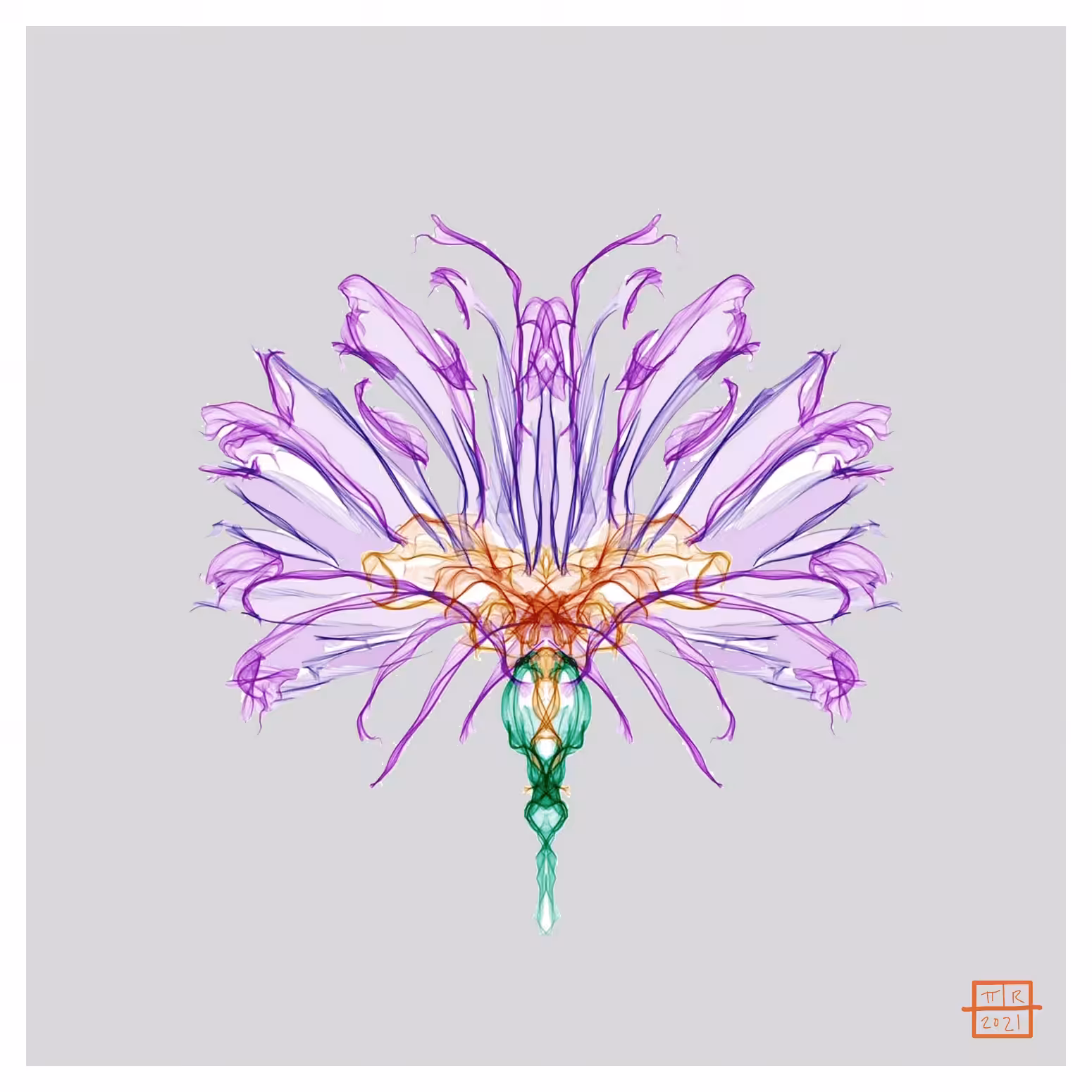 Mountain Carnation