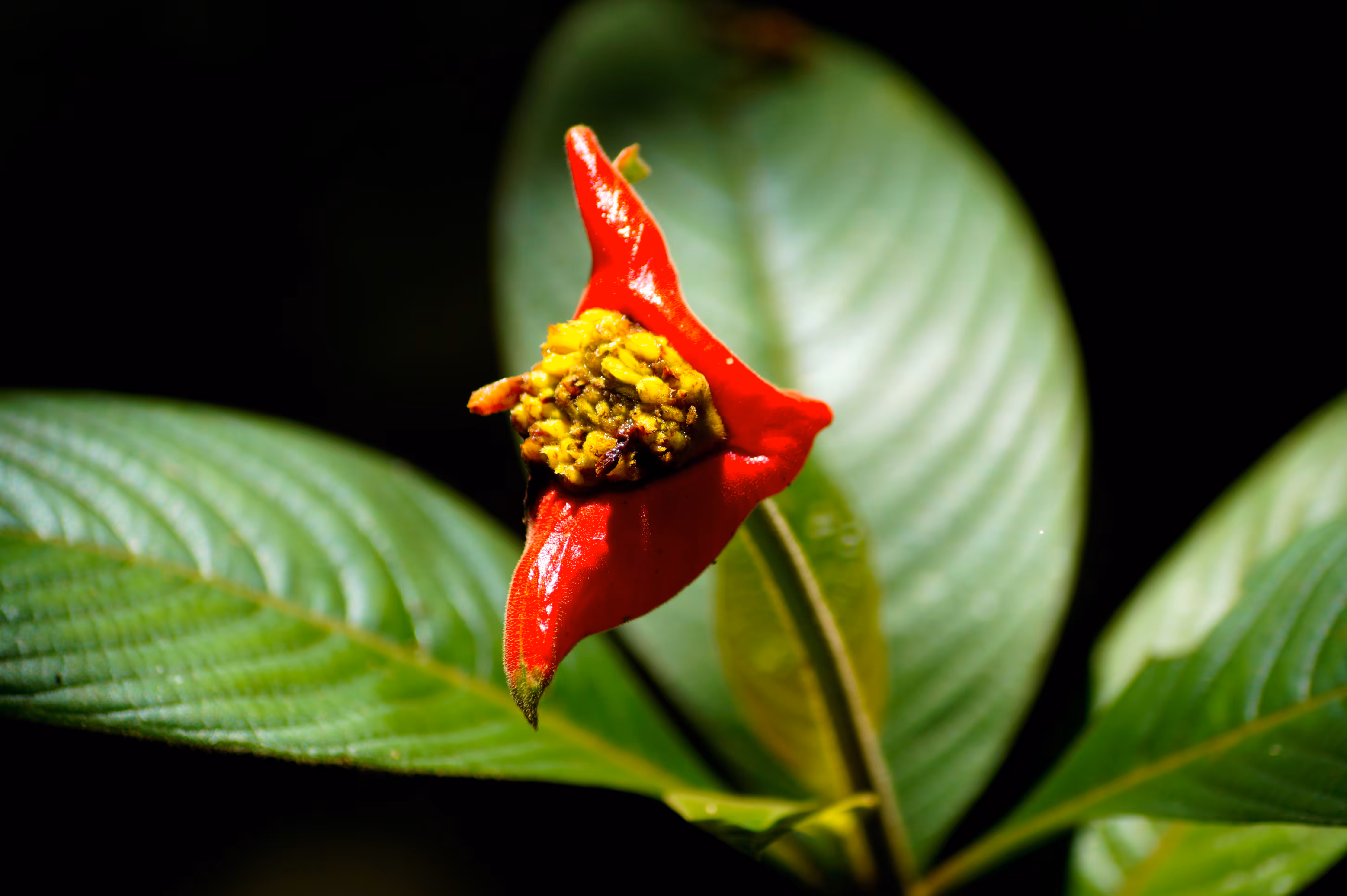 The Nature of Colombia - Bride's Kiss