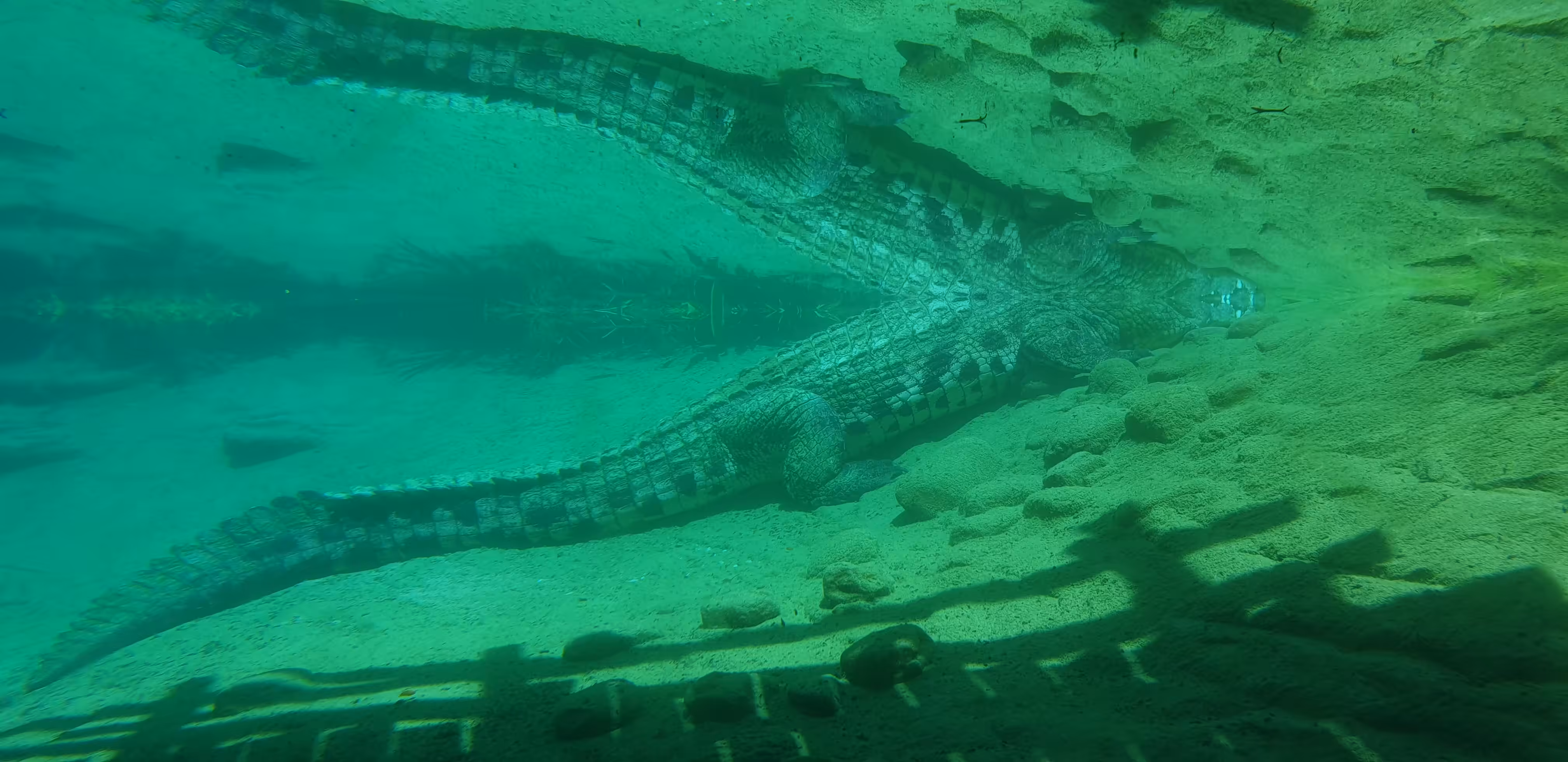 Mirror Croc
