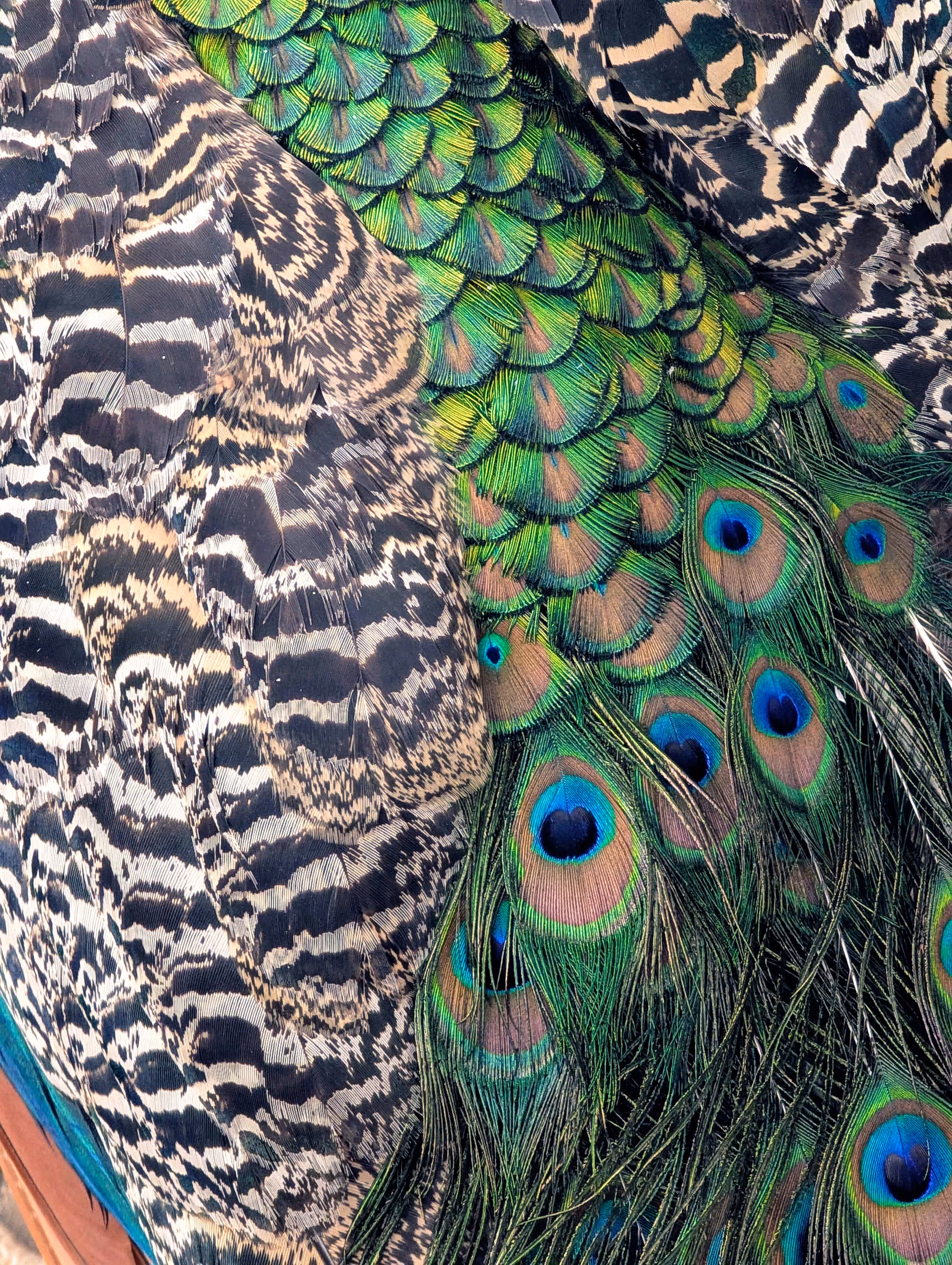 Luke_0x1 Photography : Eyes have it