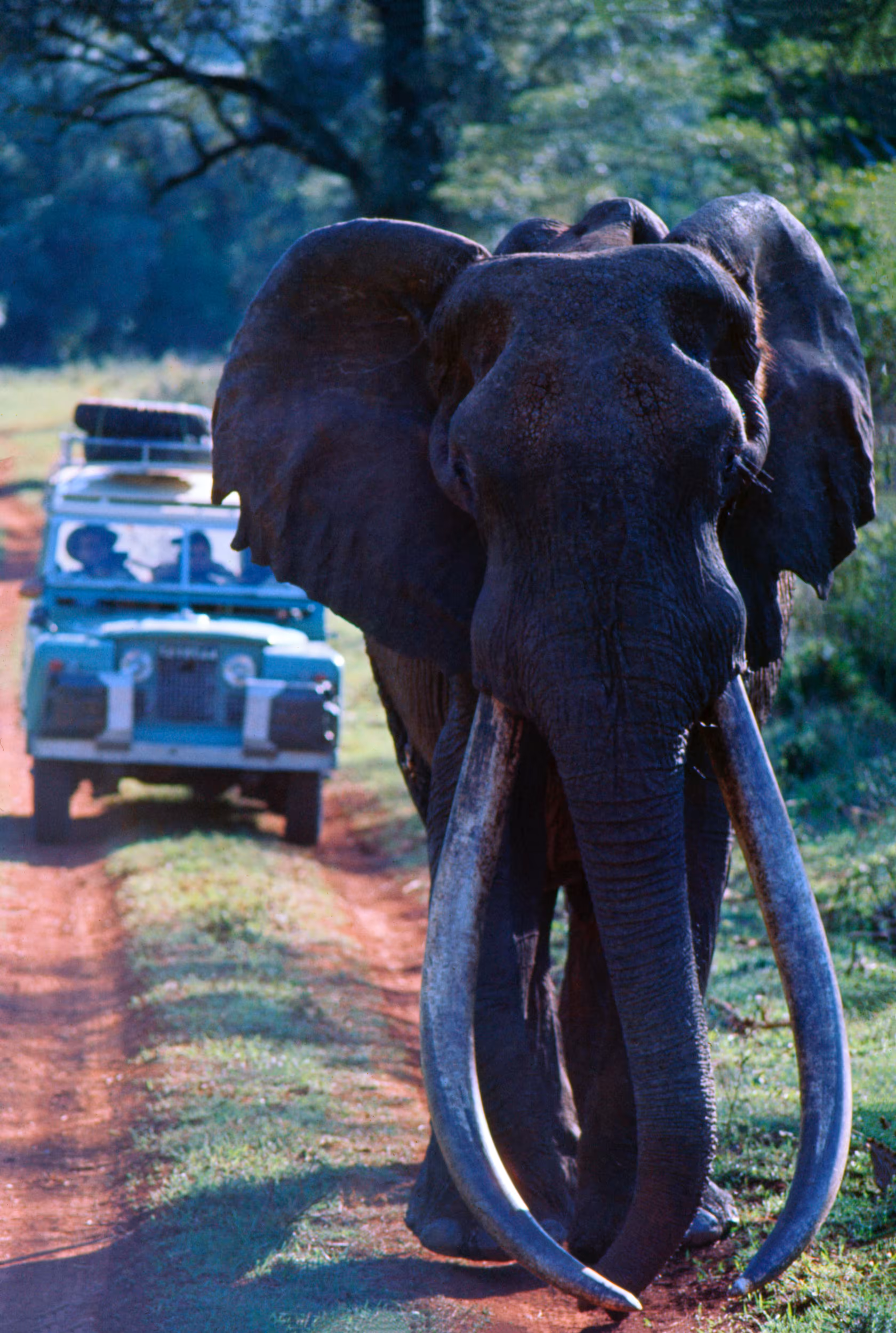 Ahmed the Elephant