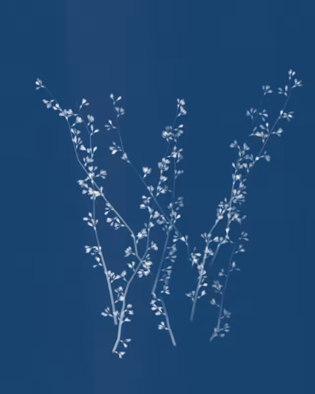 Cyanotypes #69