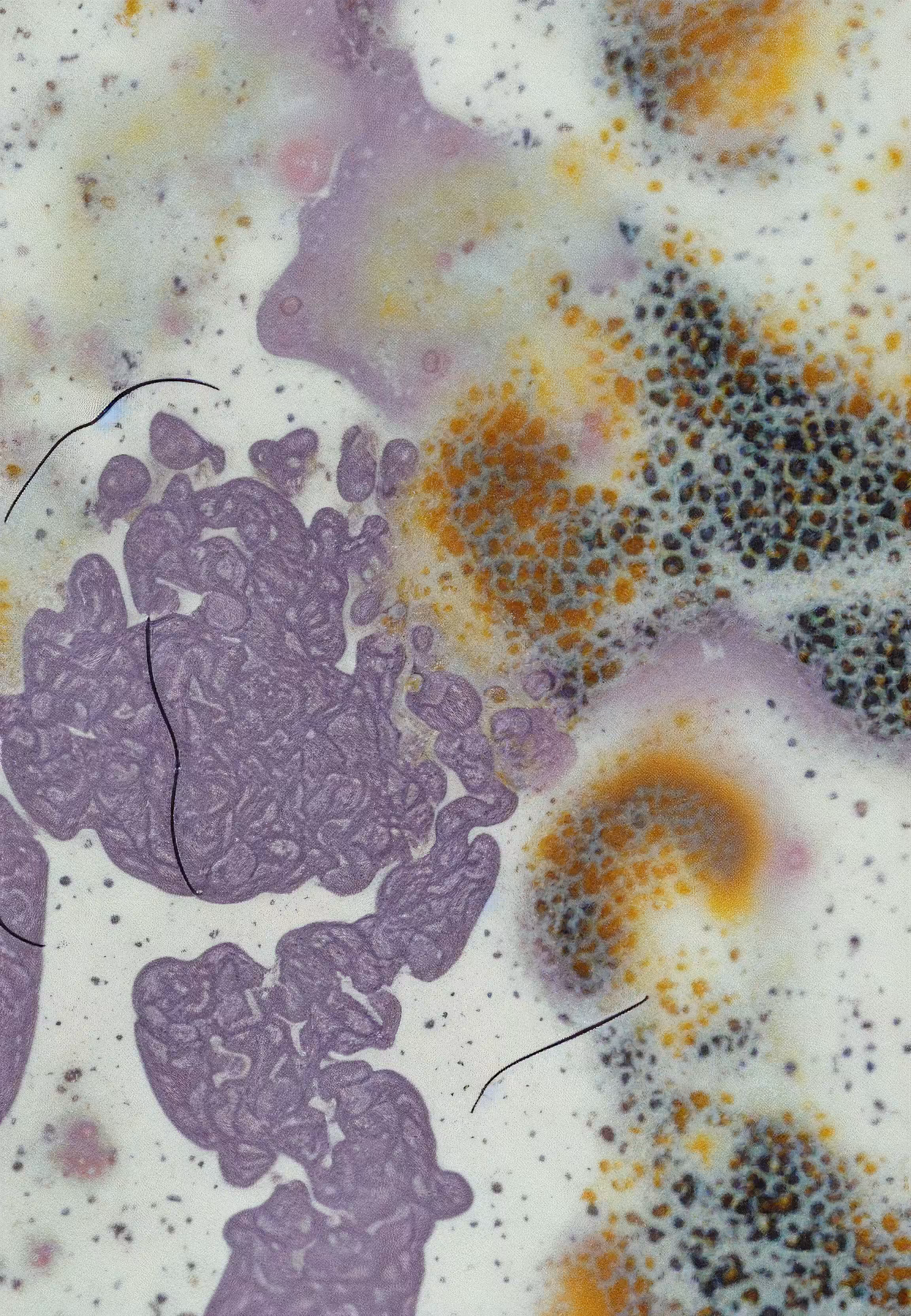In Vivo, In Vitro, In Silico: Histologia In Silico #39