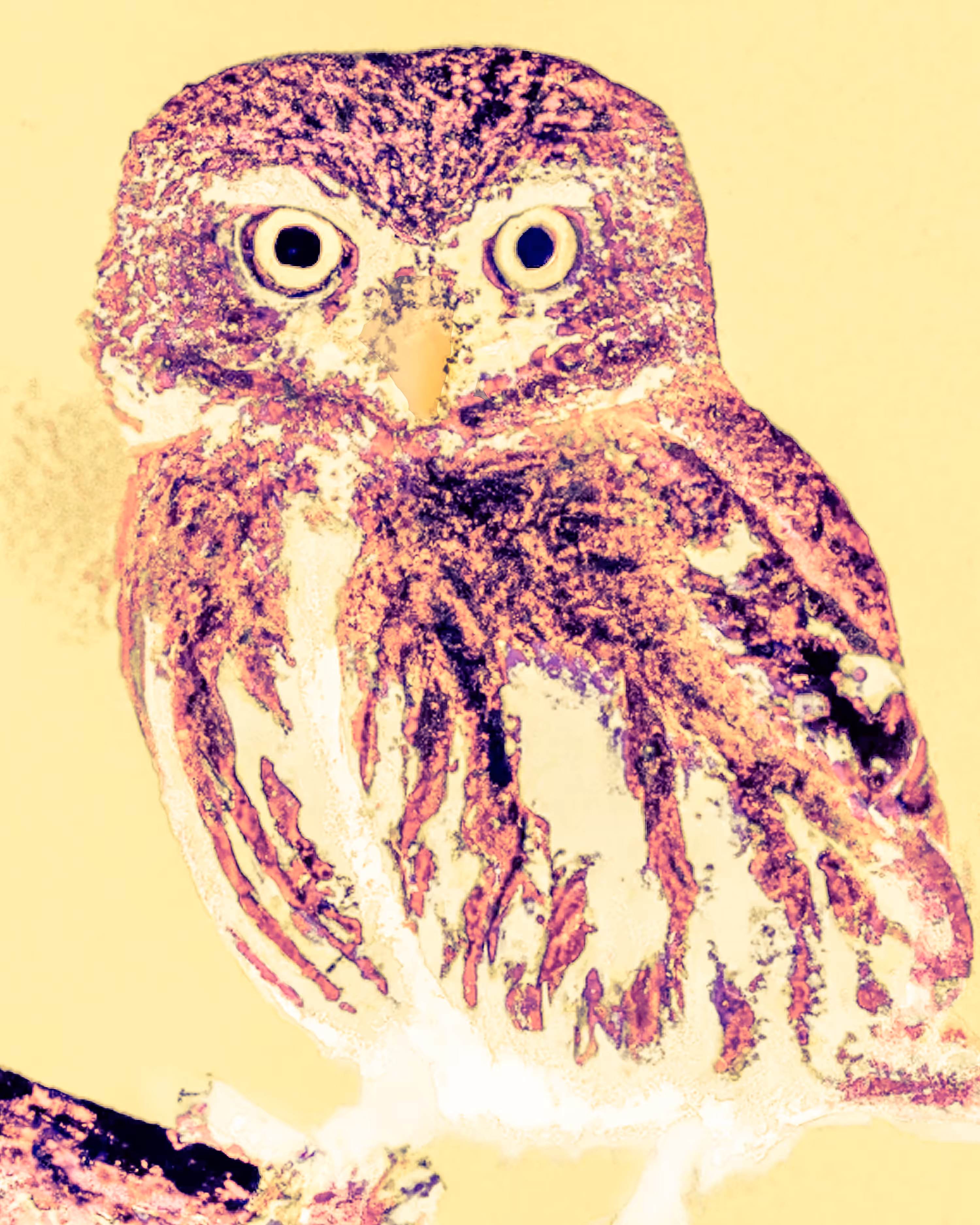 The Owl Connection Part 1