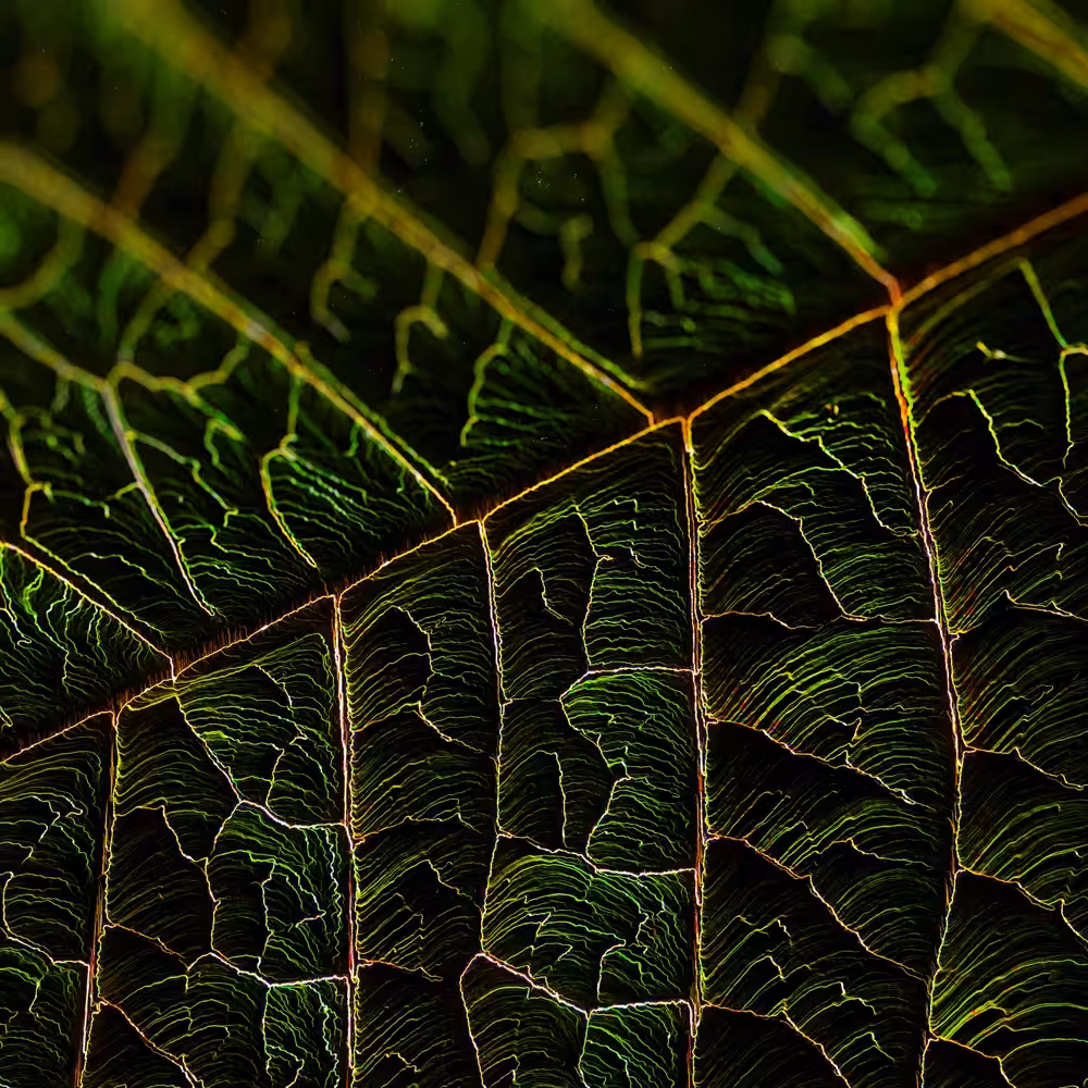 DIGI LEAFF