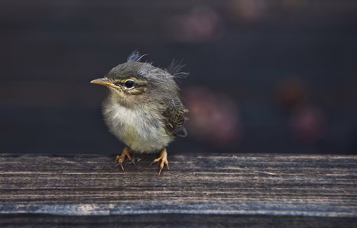 BIRD.