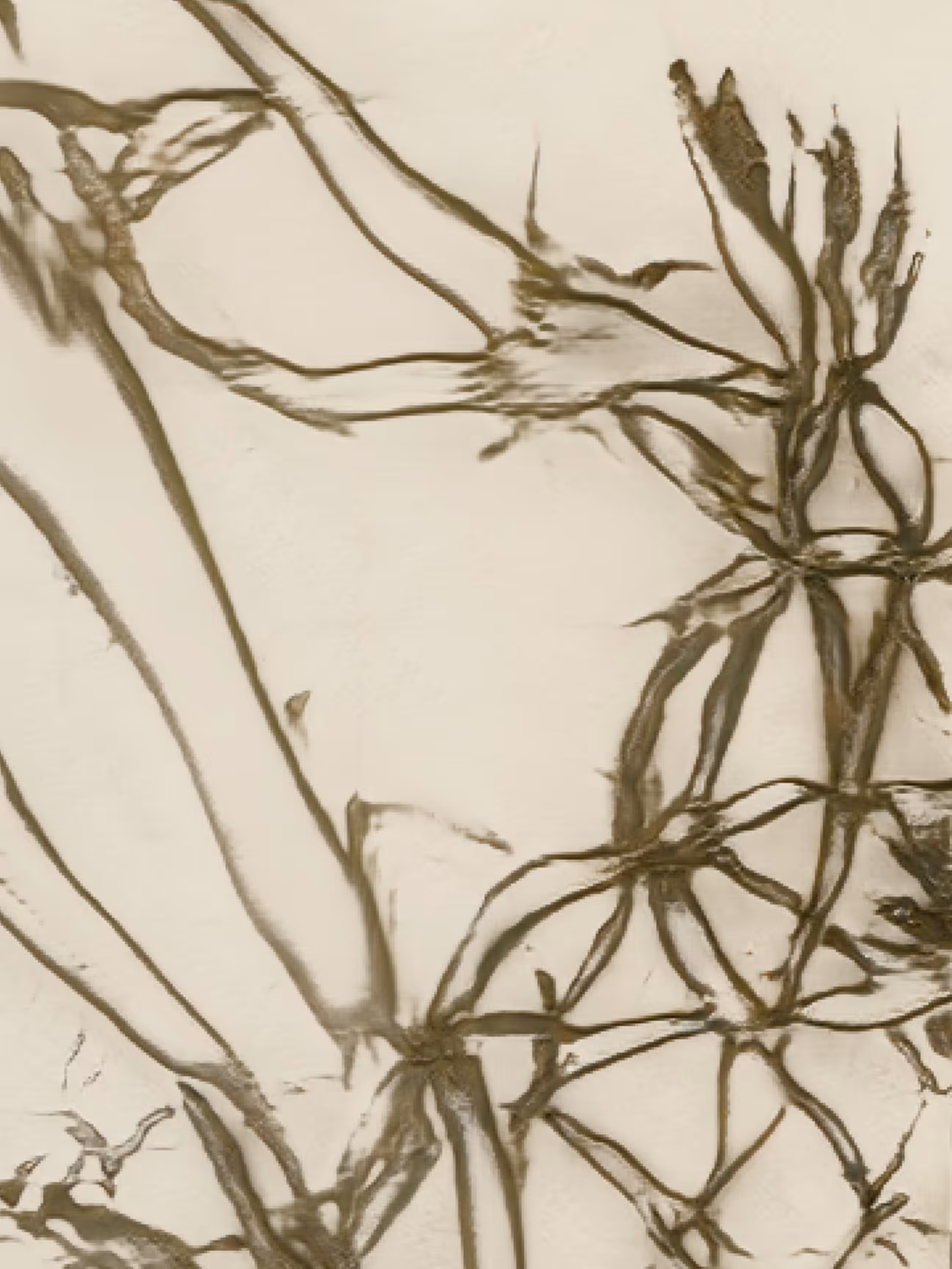 albizia flammula (study)