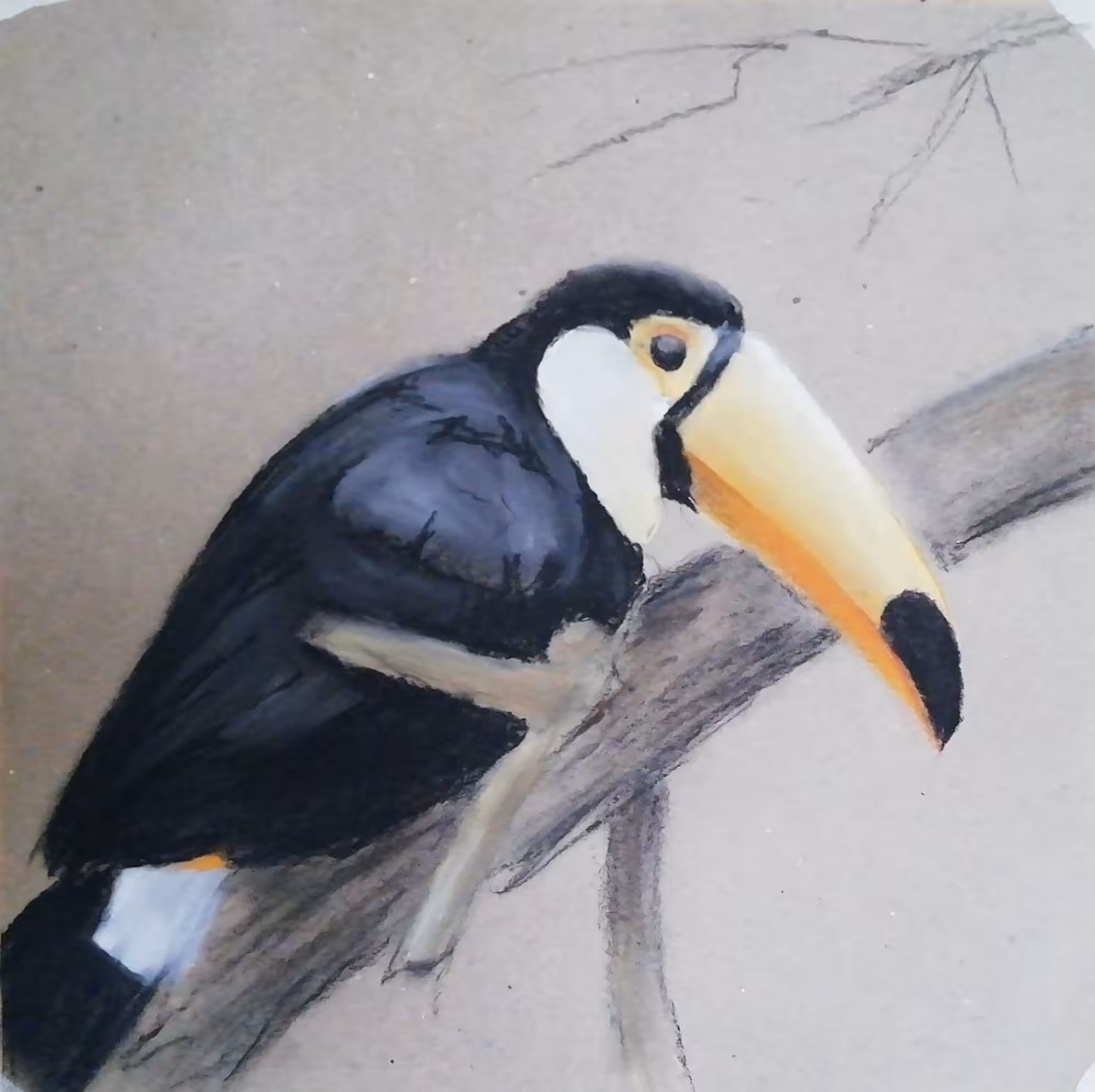 Ramphastos toco