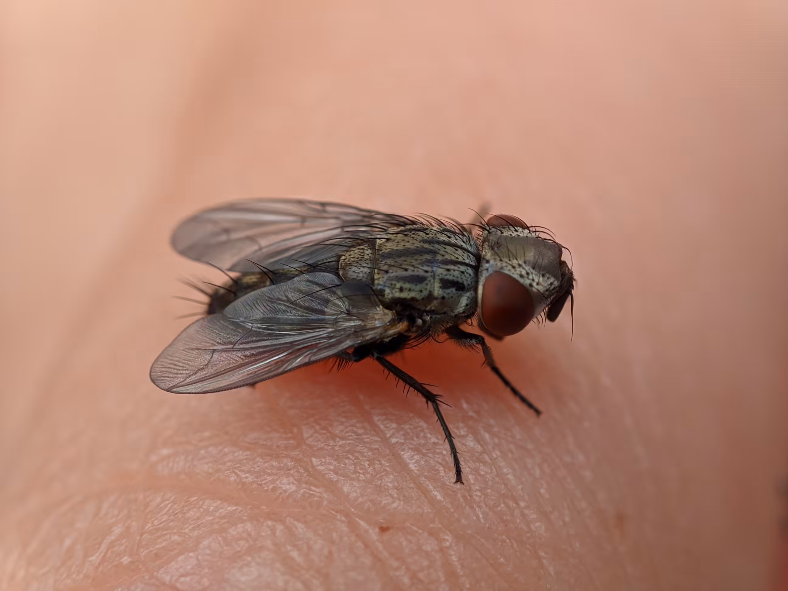 The Fly