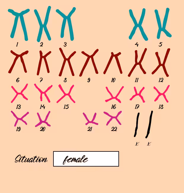 "Karyotype" #17