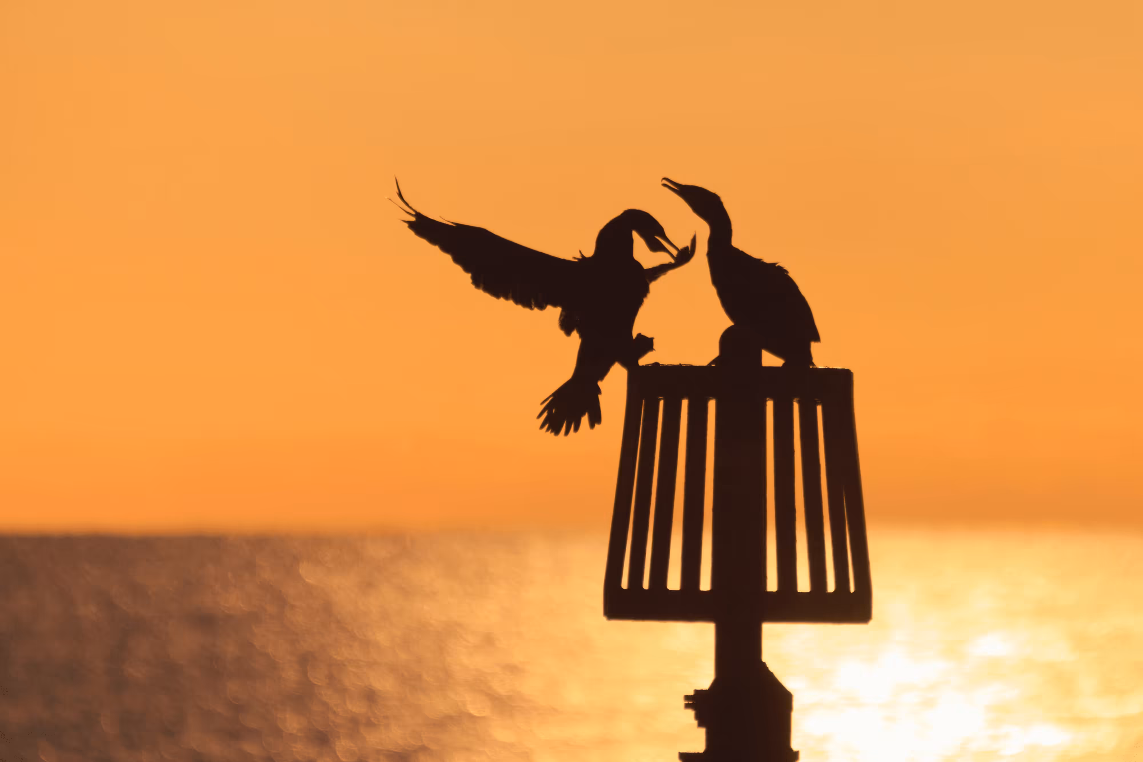 Cormorant Courtship