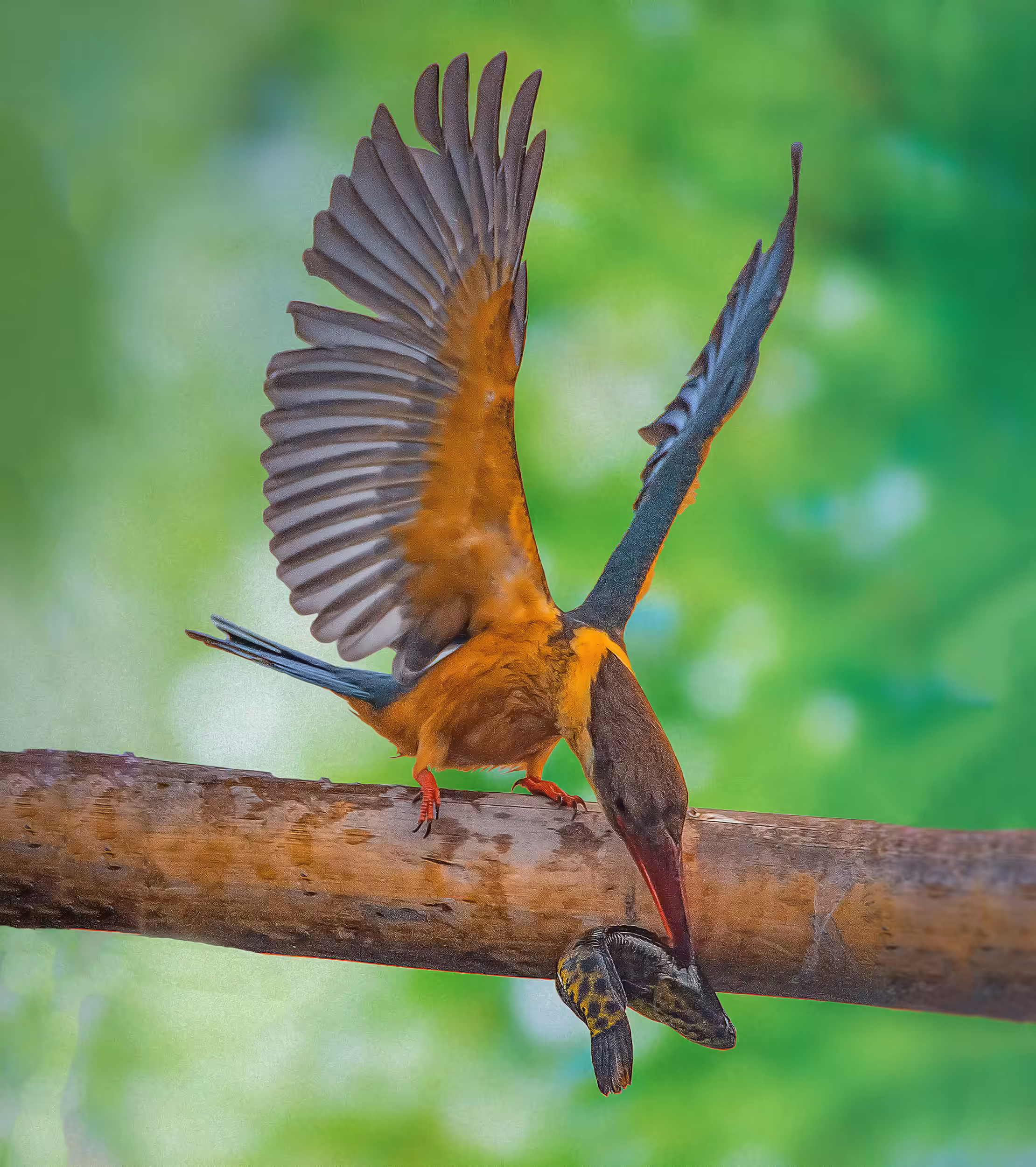 Stork Billed Kingfisher