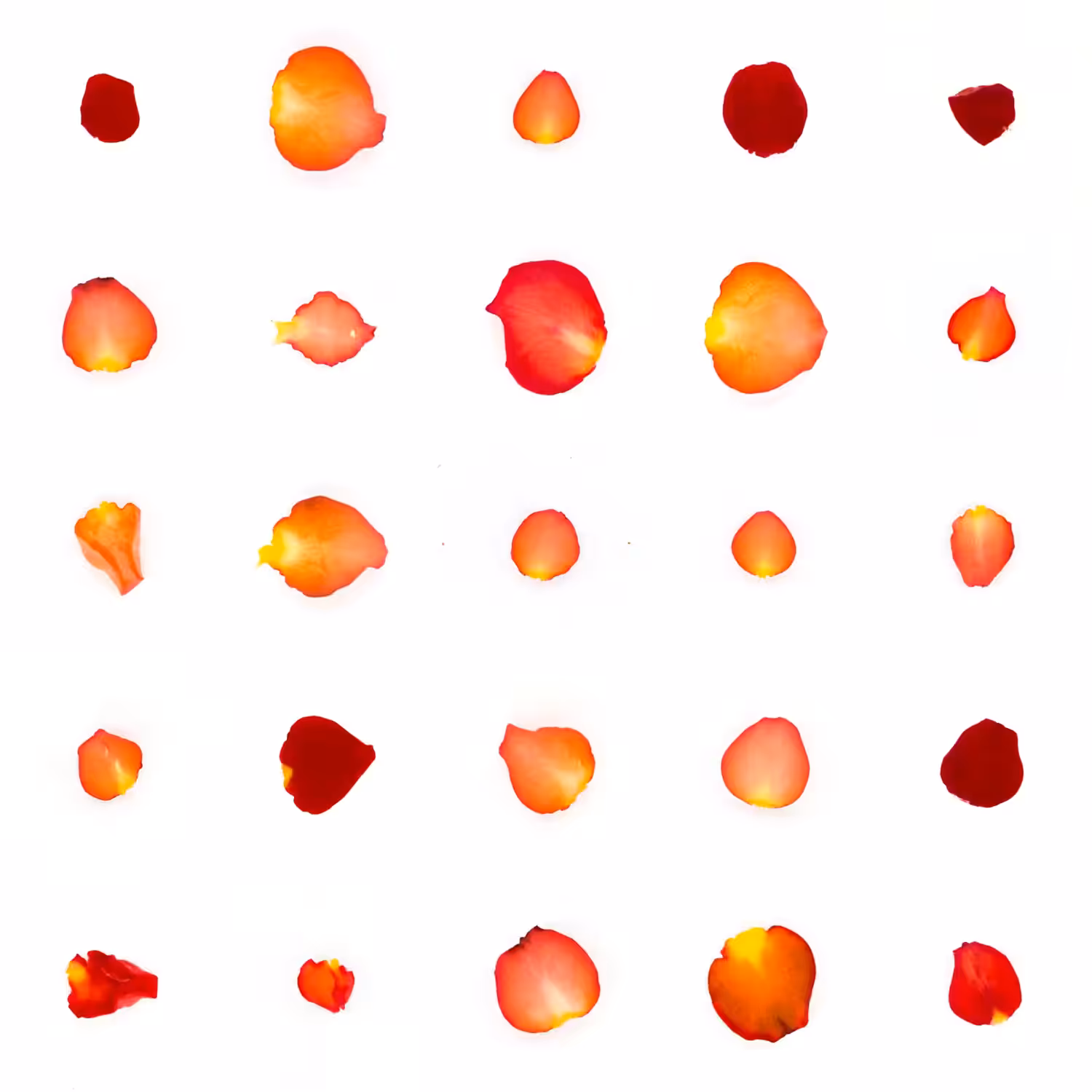 Infinite Petals 5x5#20087