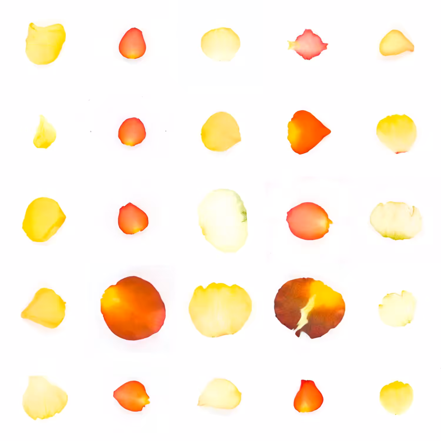 Infinite Petals 5x5#1175