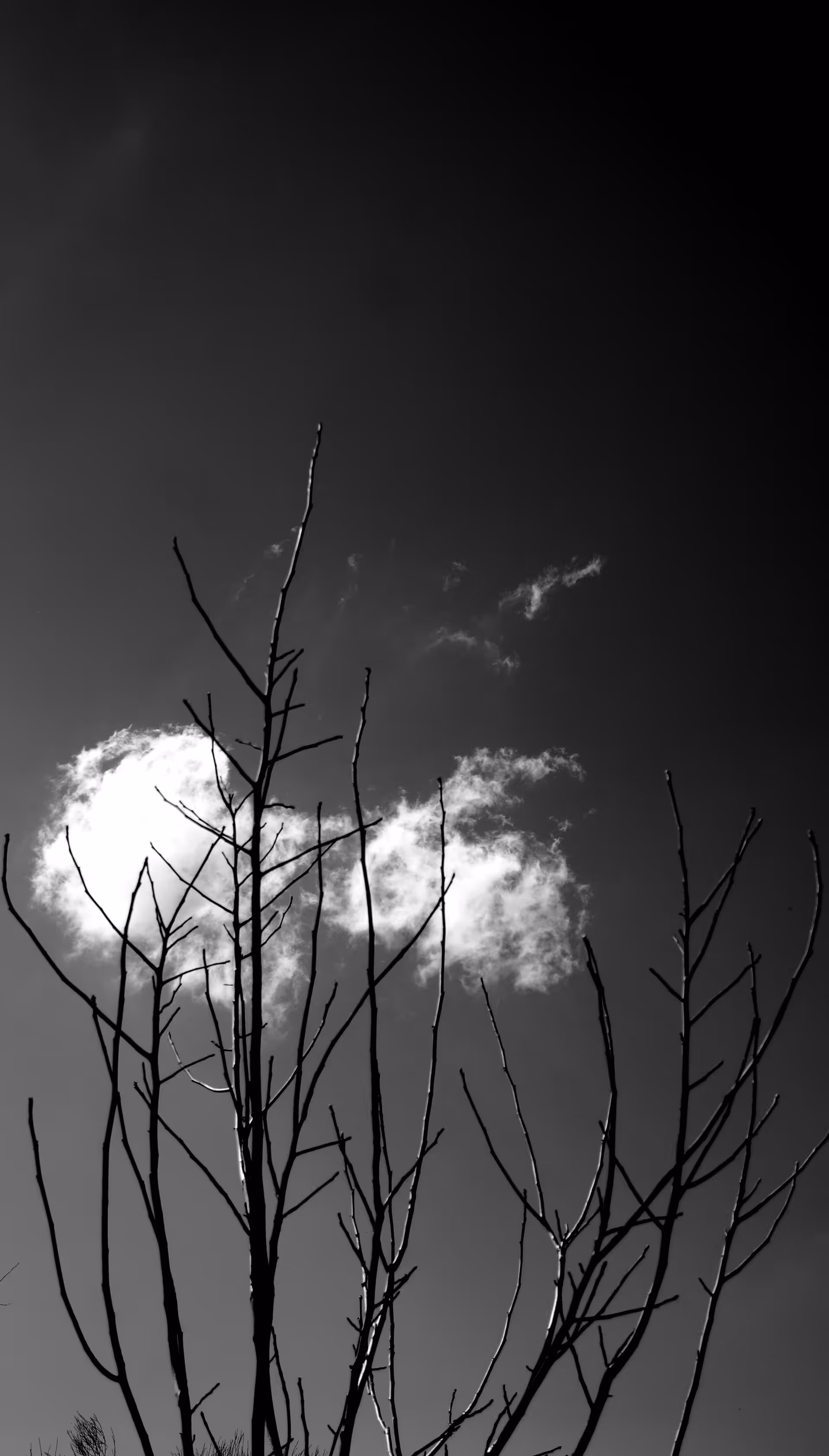 Clouds and trees