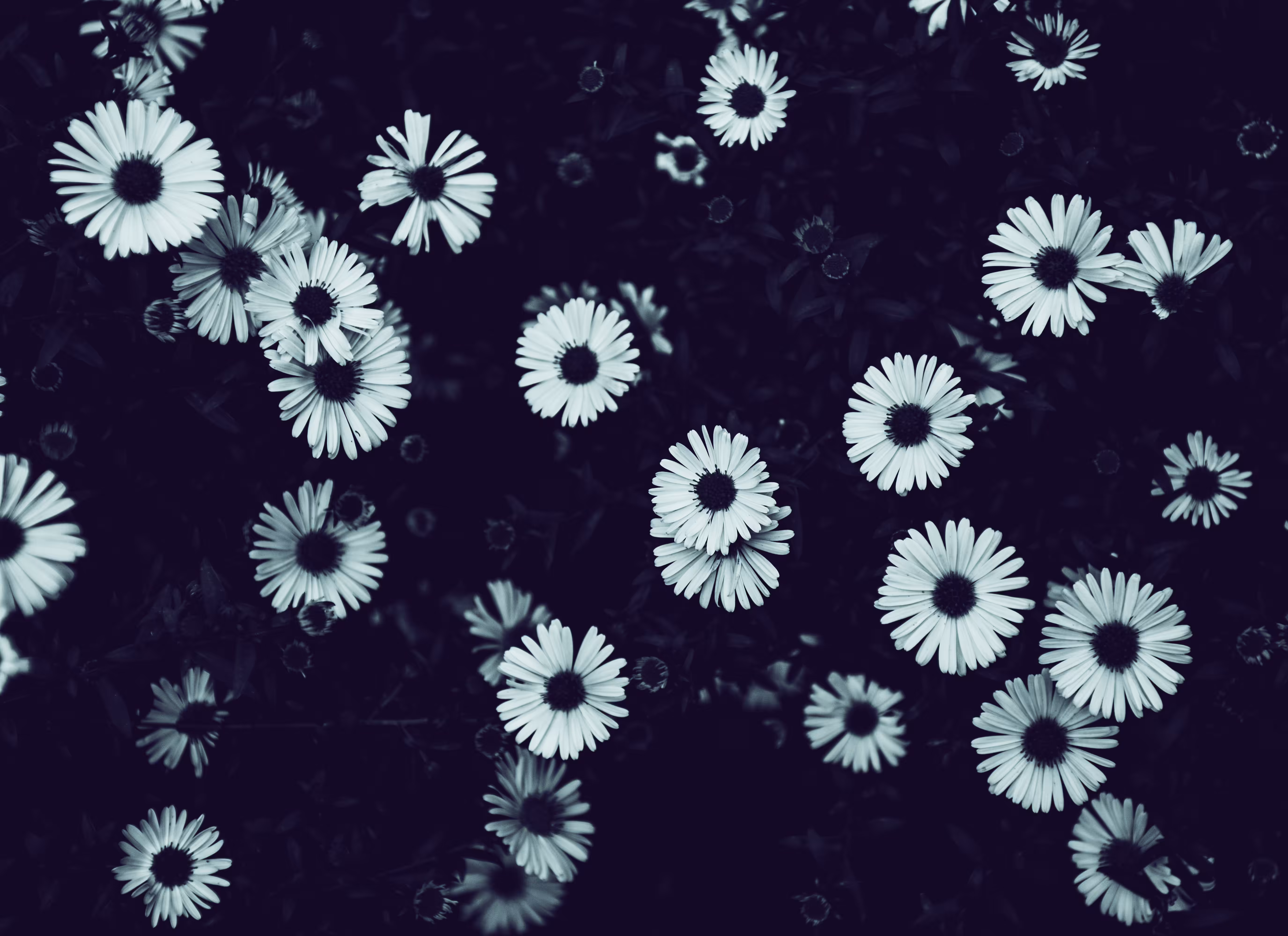 Silent Blossoms