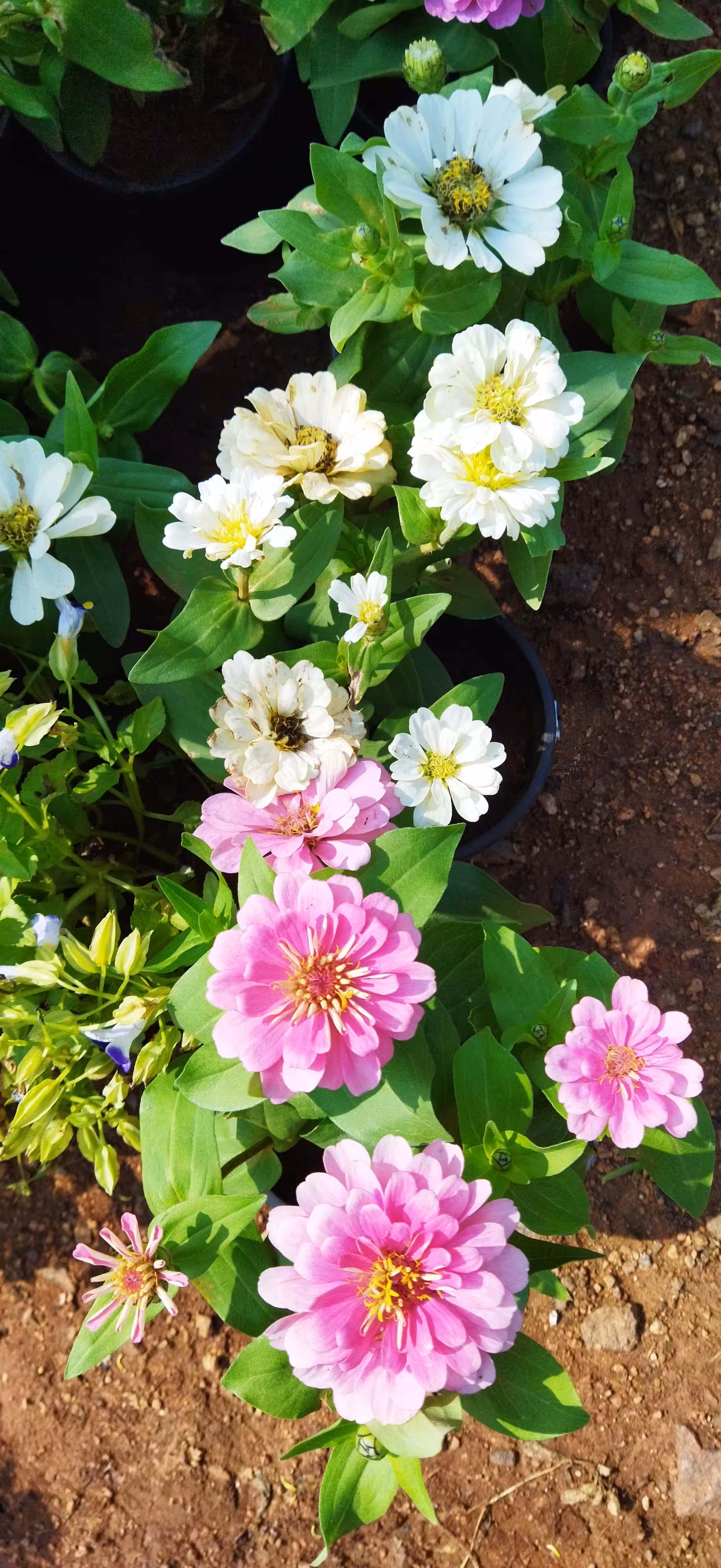 Hybrid Zinnia Flowers